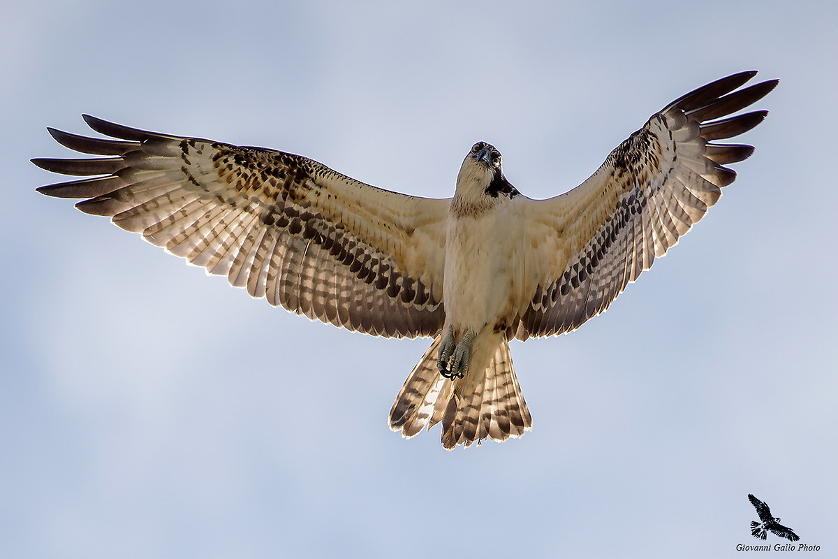Falco Pescatore (Pandion haliaetus)