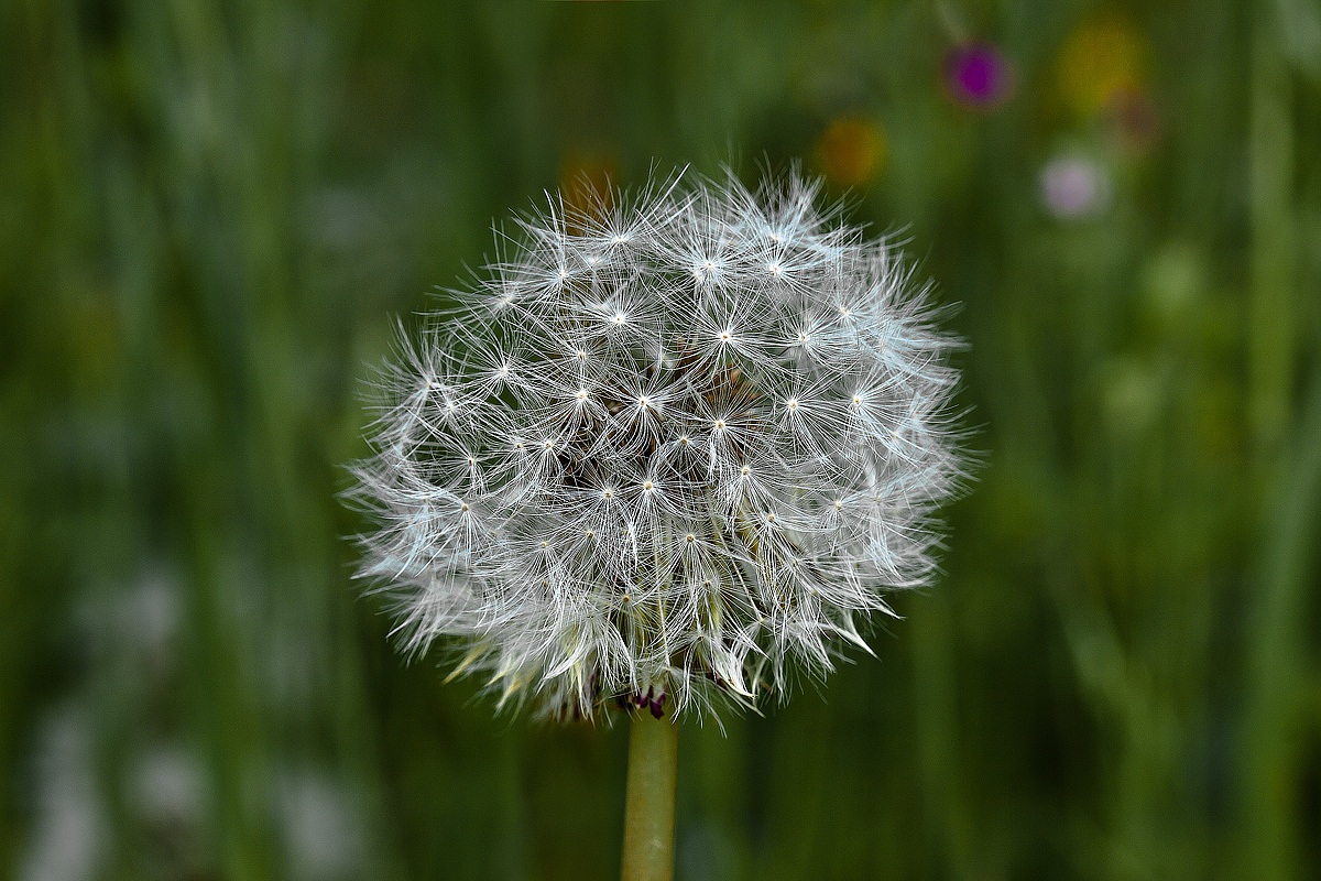 dandelion