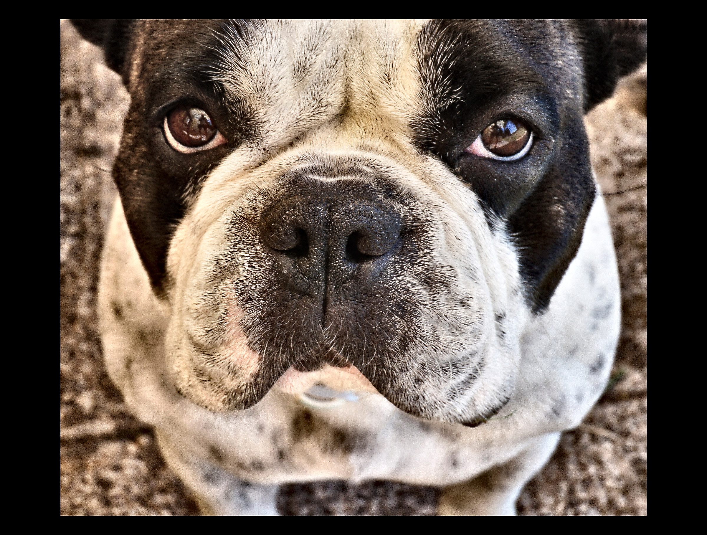 The puzzled look of a Boxer French
