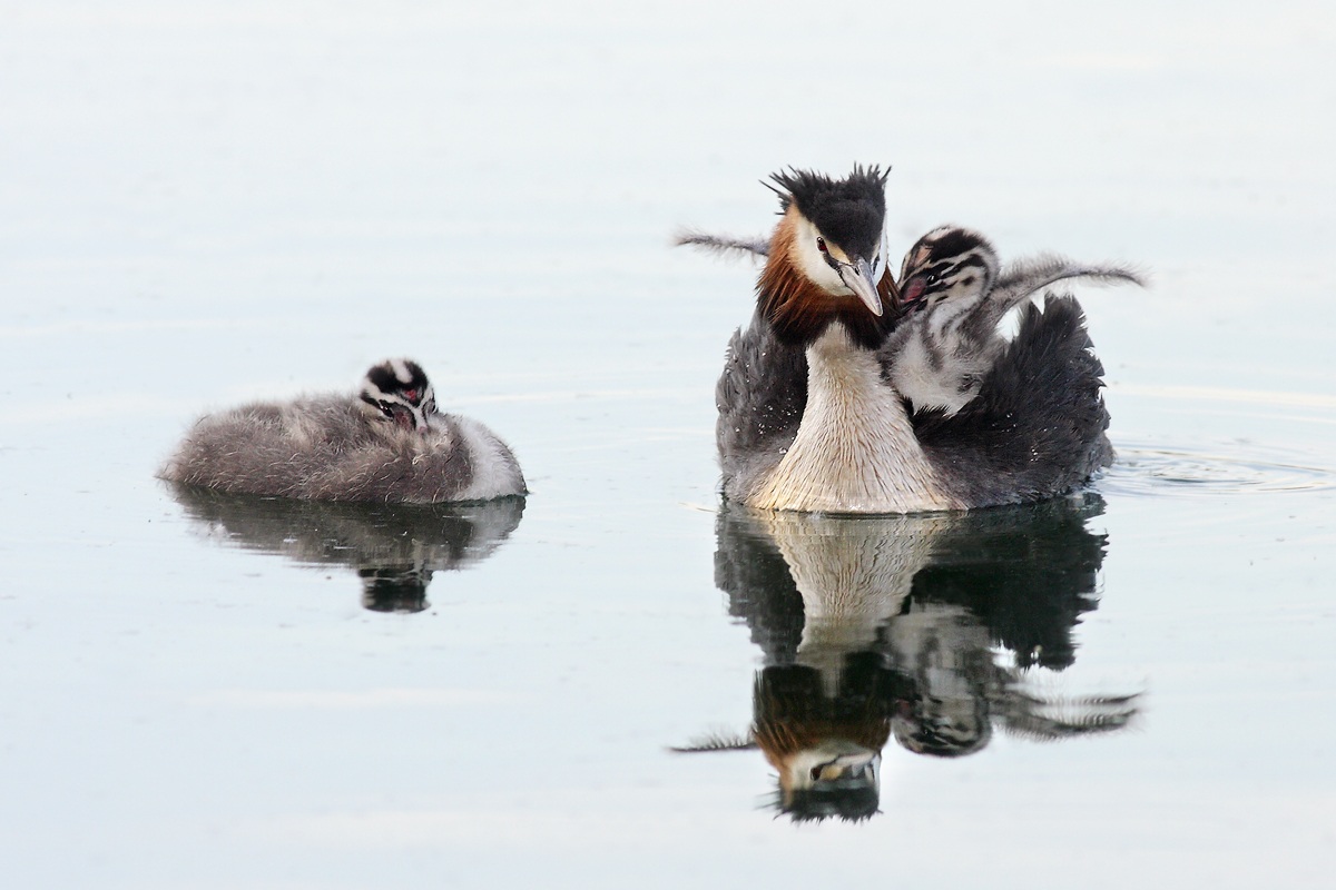 Do not make a fuss and go to sleep