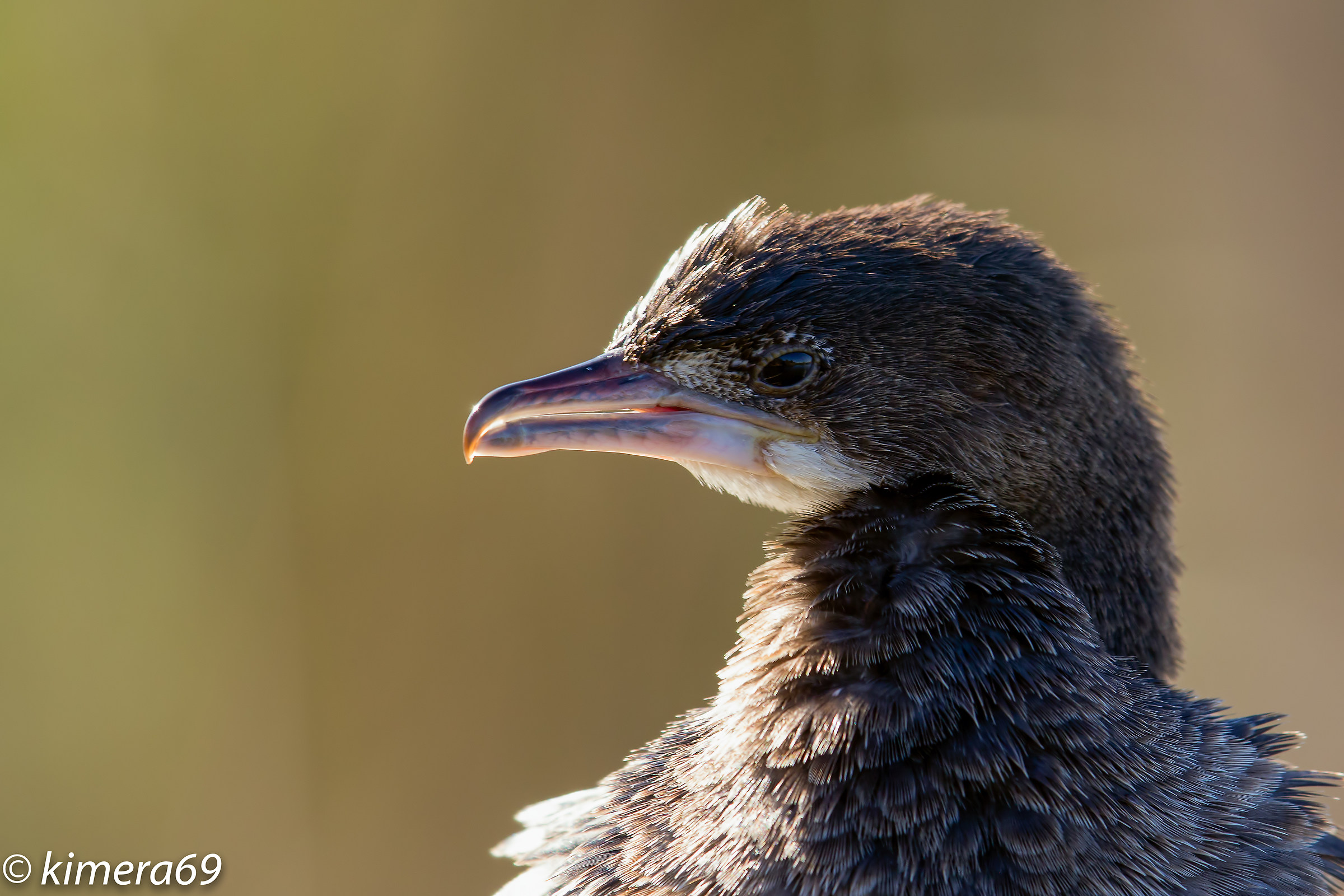 Phalacrocorax Briss