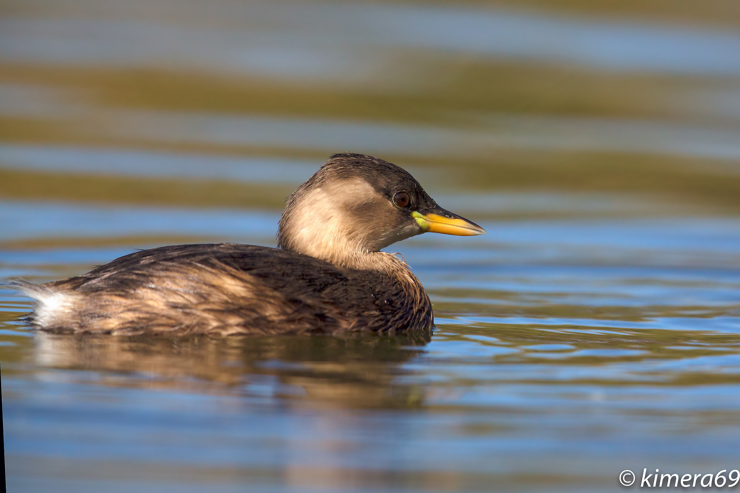 Tachybaptus ruficollis