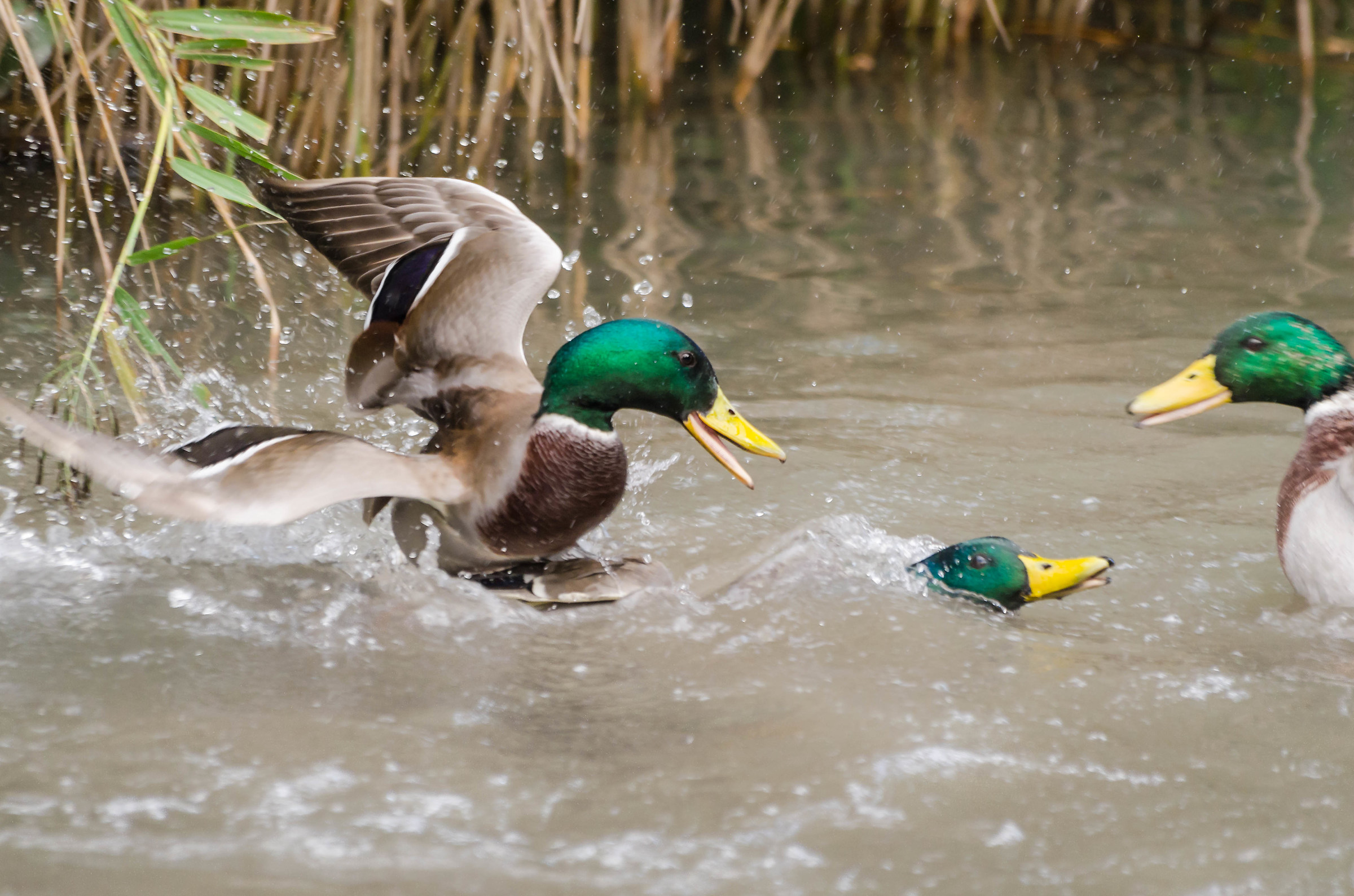 Germano reale litigio tra maschi