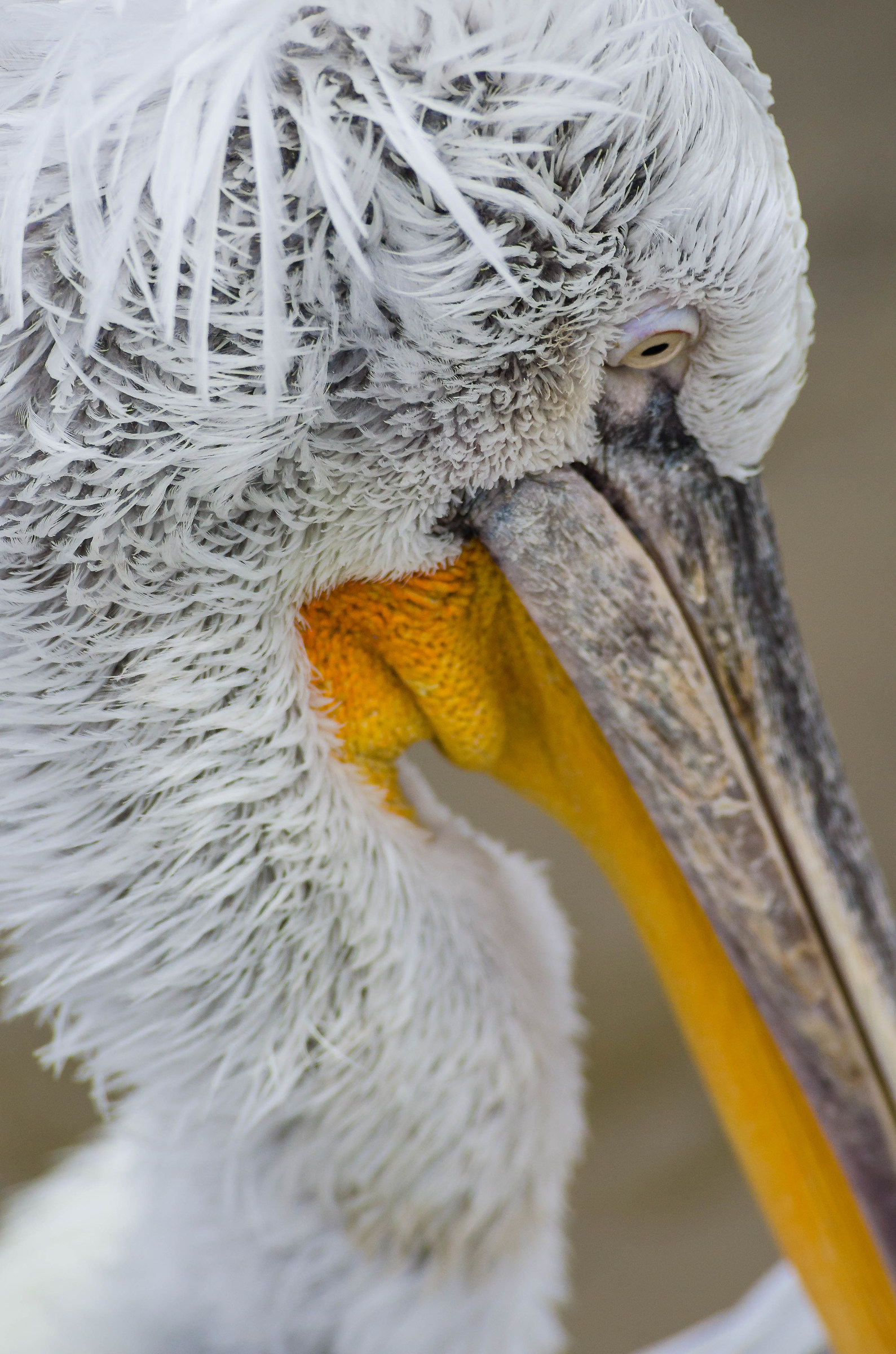 Ritratto al pellicano