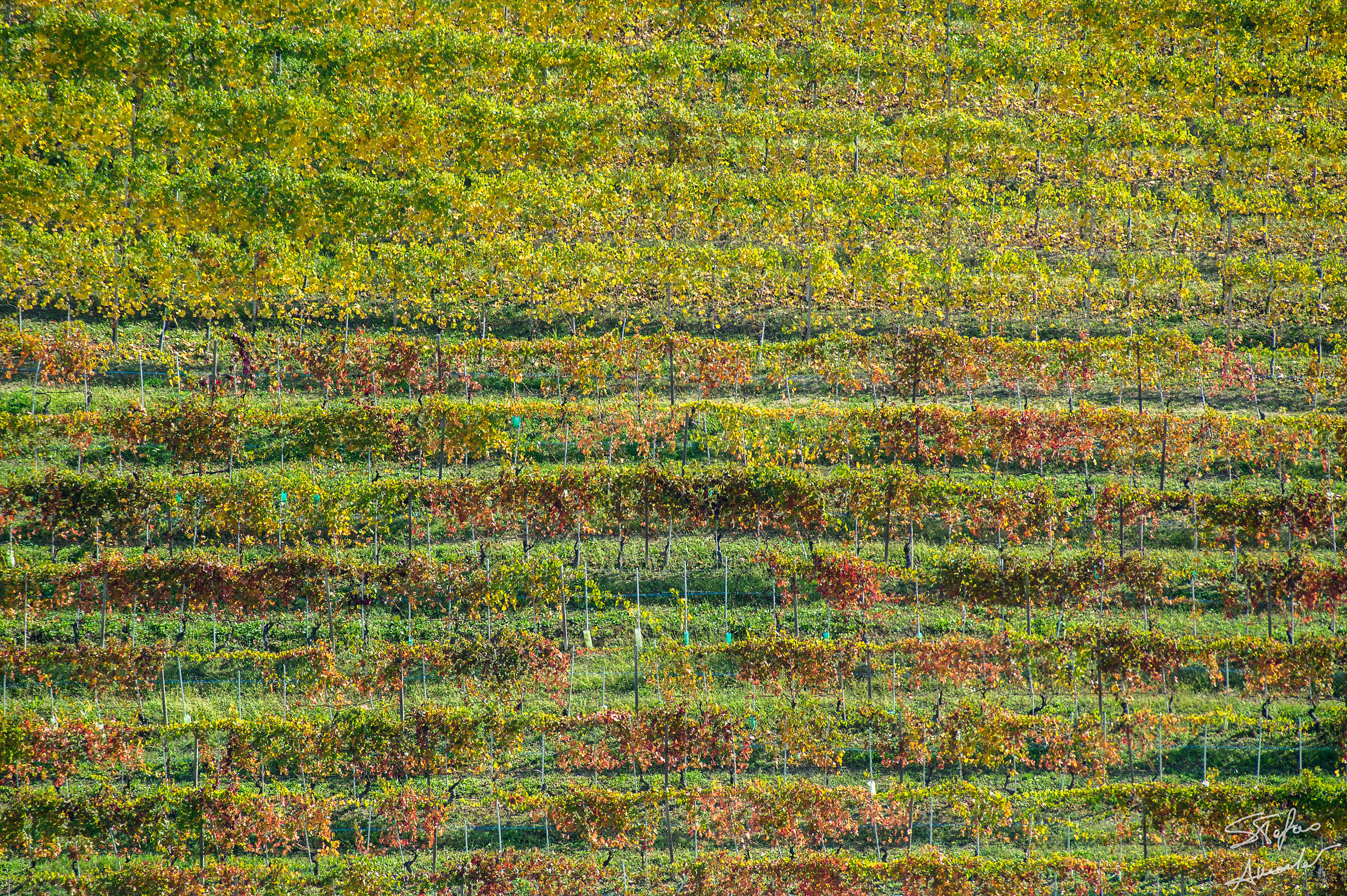 Vineyard lines