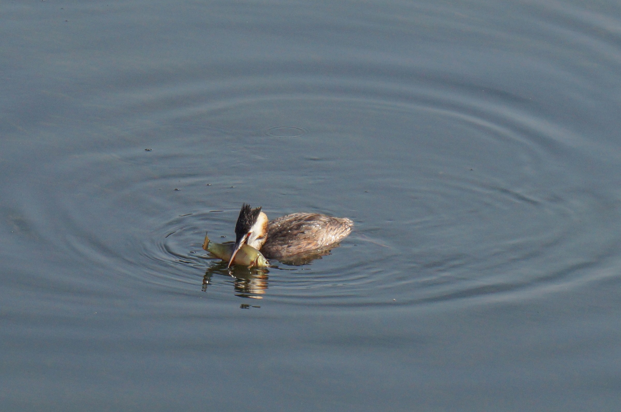 Grebe with a fish too big