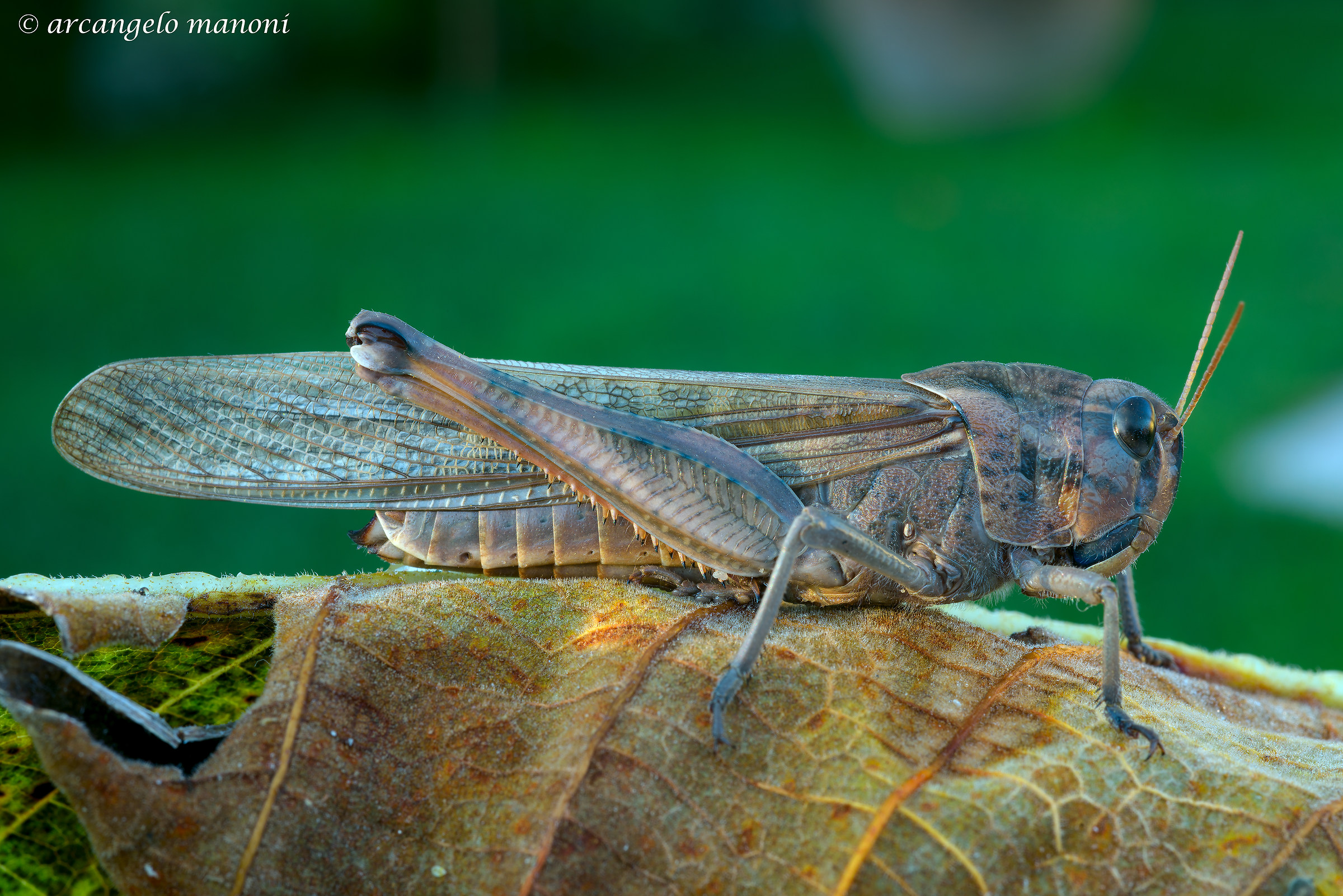 Grasshopper in autumn