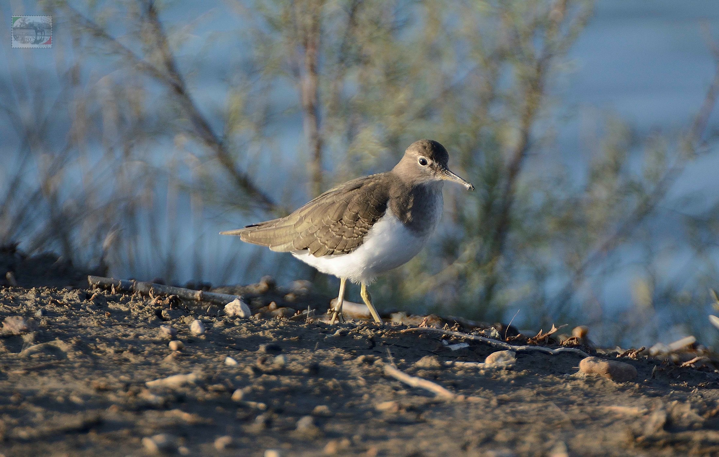 Sandpiper