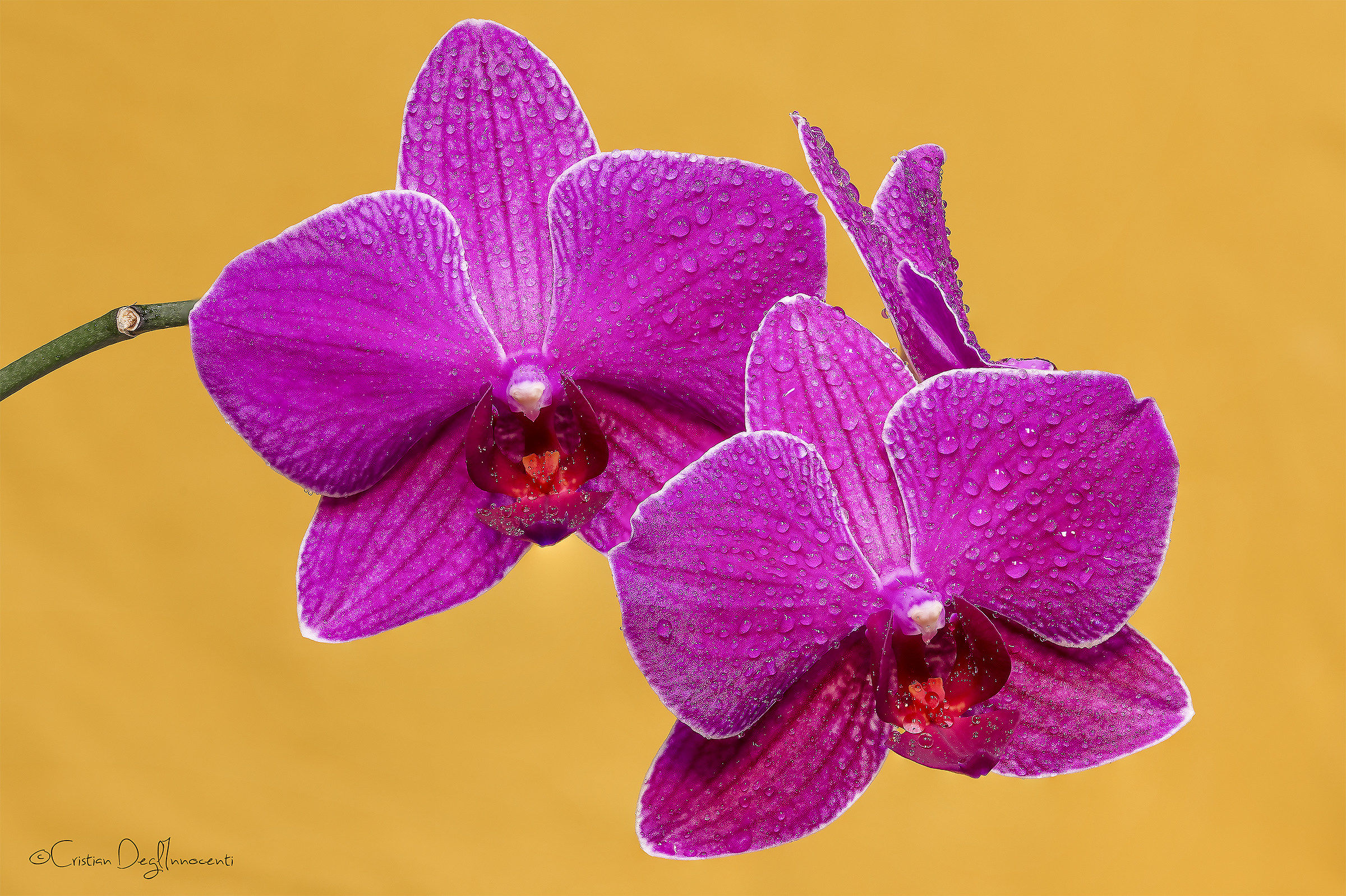 Orchids - Orchids