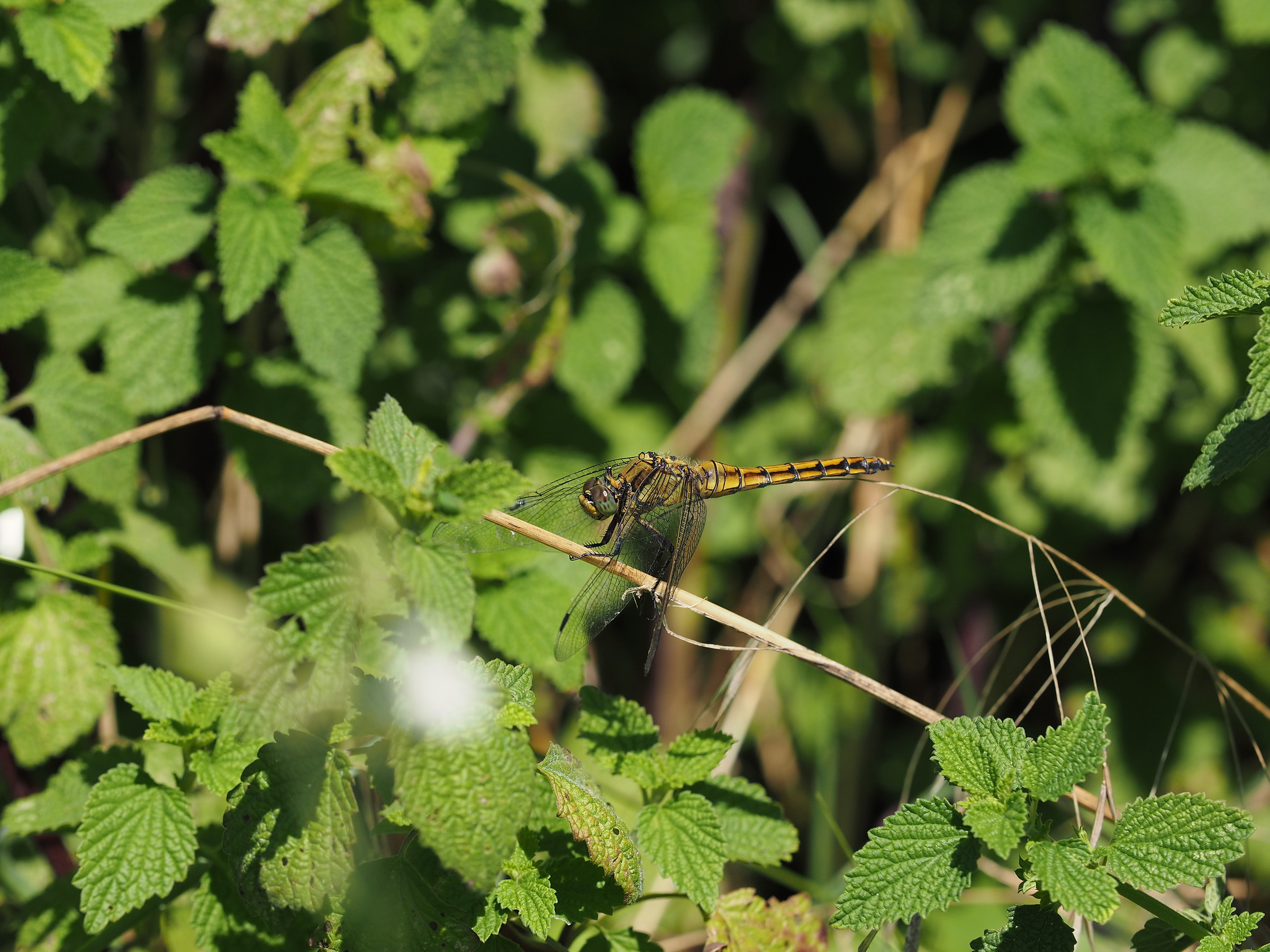 Libellula