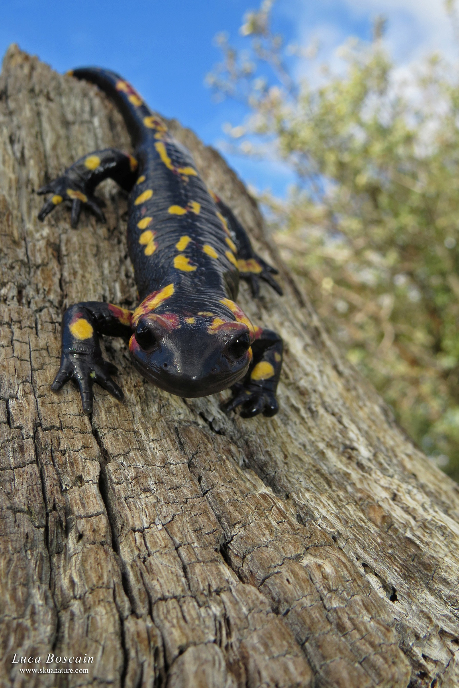 Salamandra pezzata ssp. gallaica / bejarae