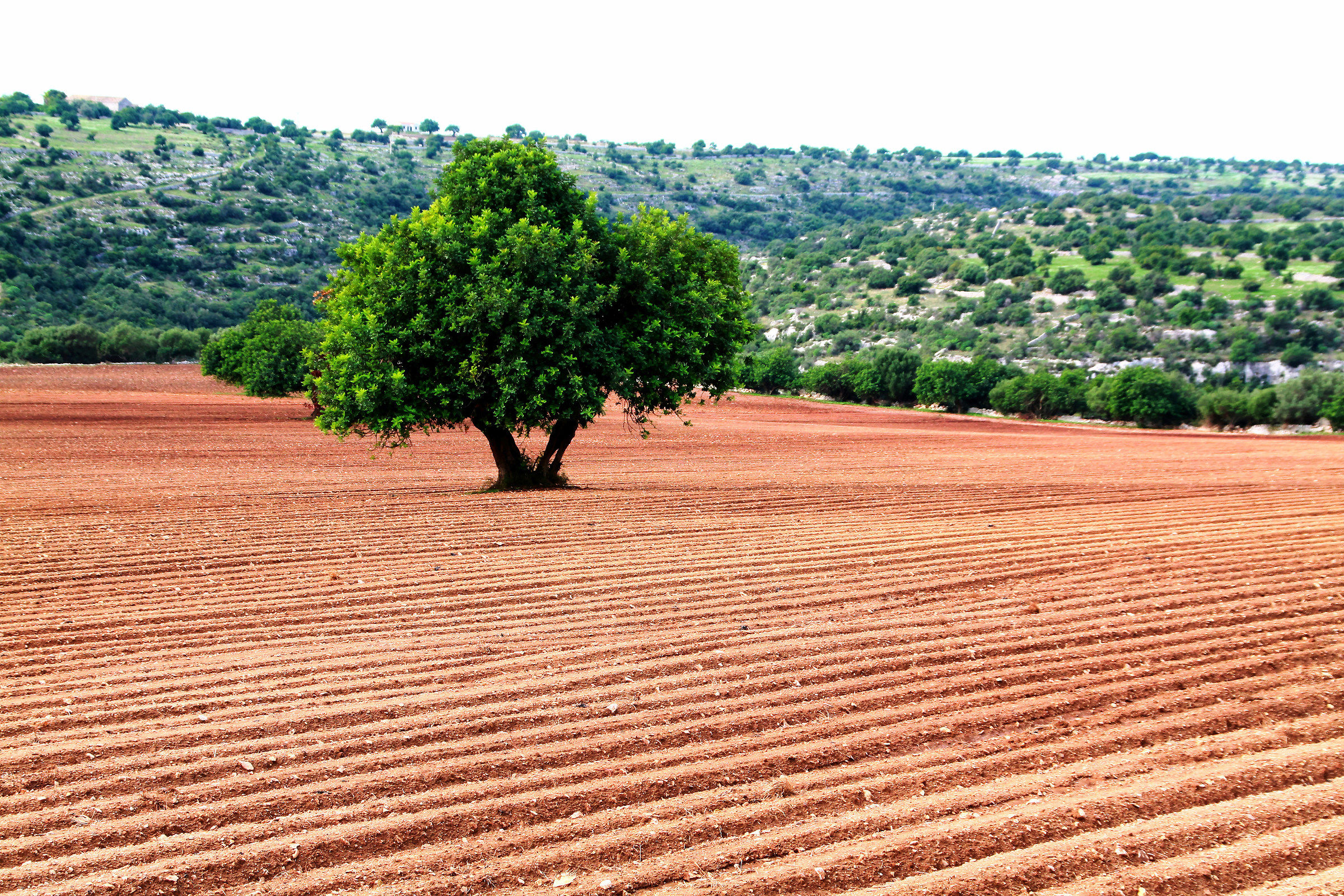 The carob tree in autumn