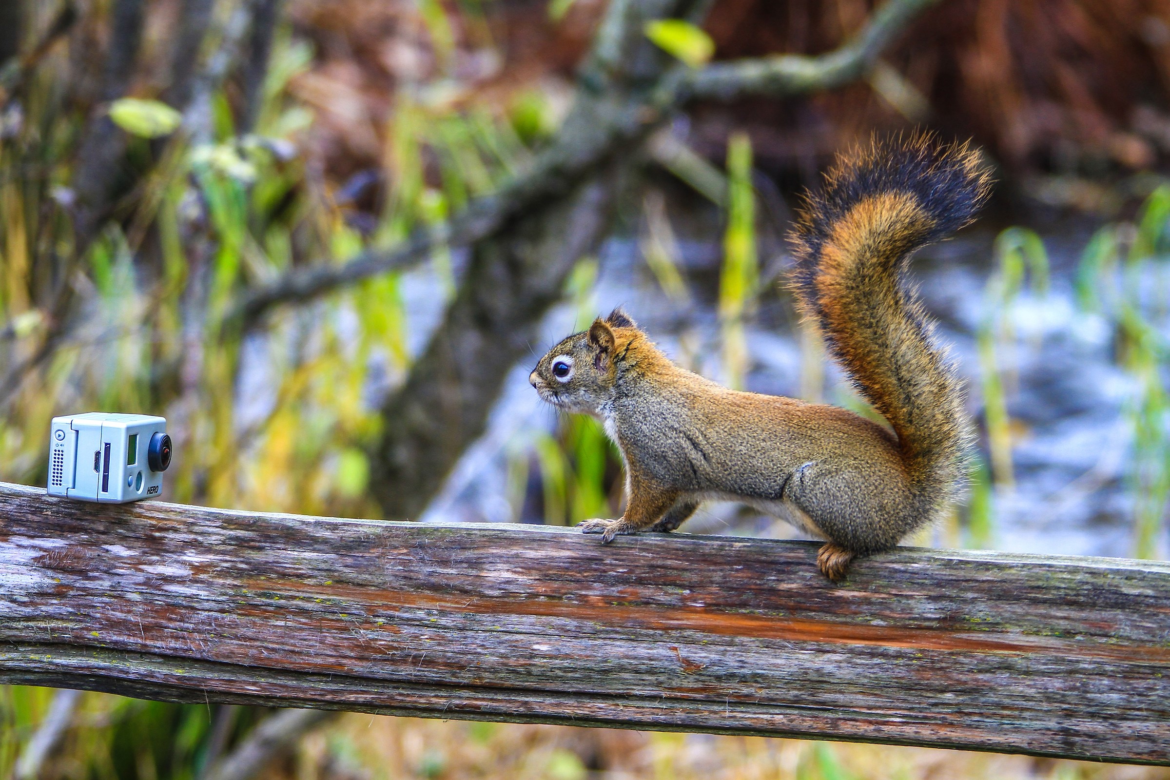 the treacherous Alaskan squirrel :)