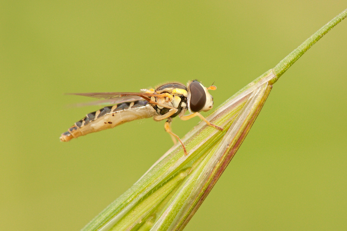 Syrphidae