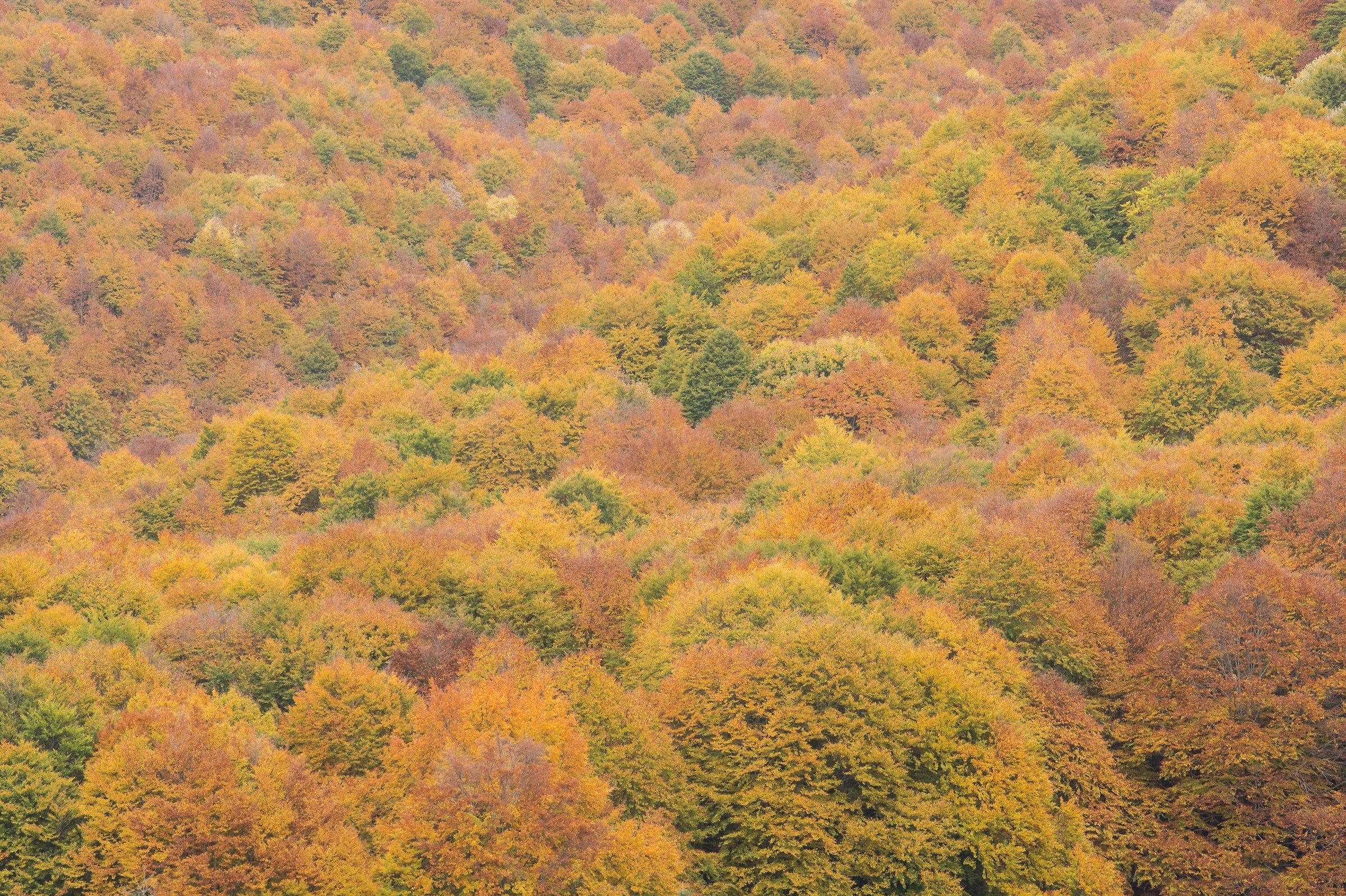 Esplosione di colori
