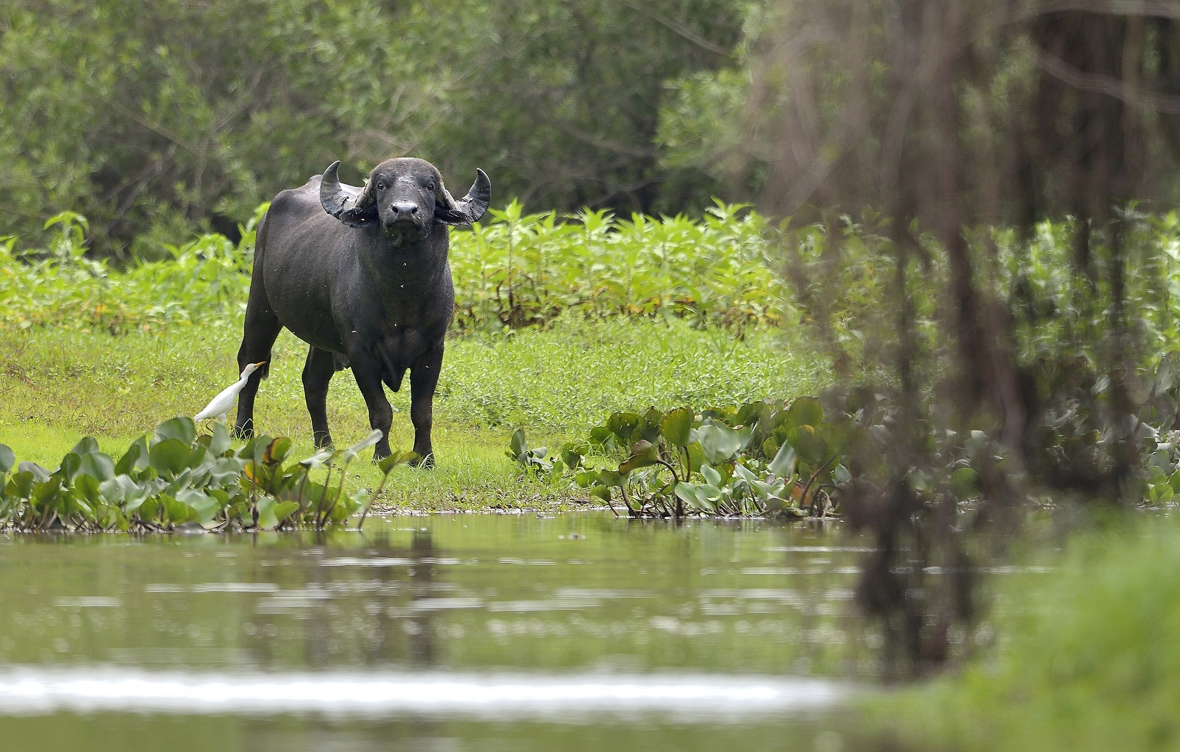 Pantanal 2015 - Bufalo (si presume di allevamento)