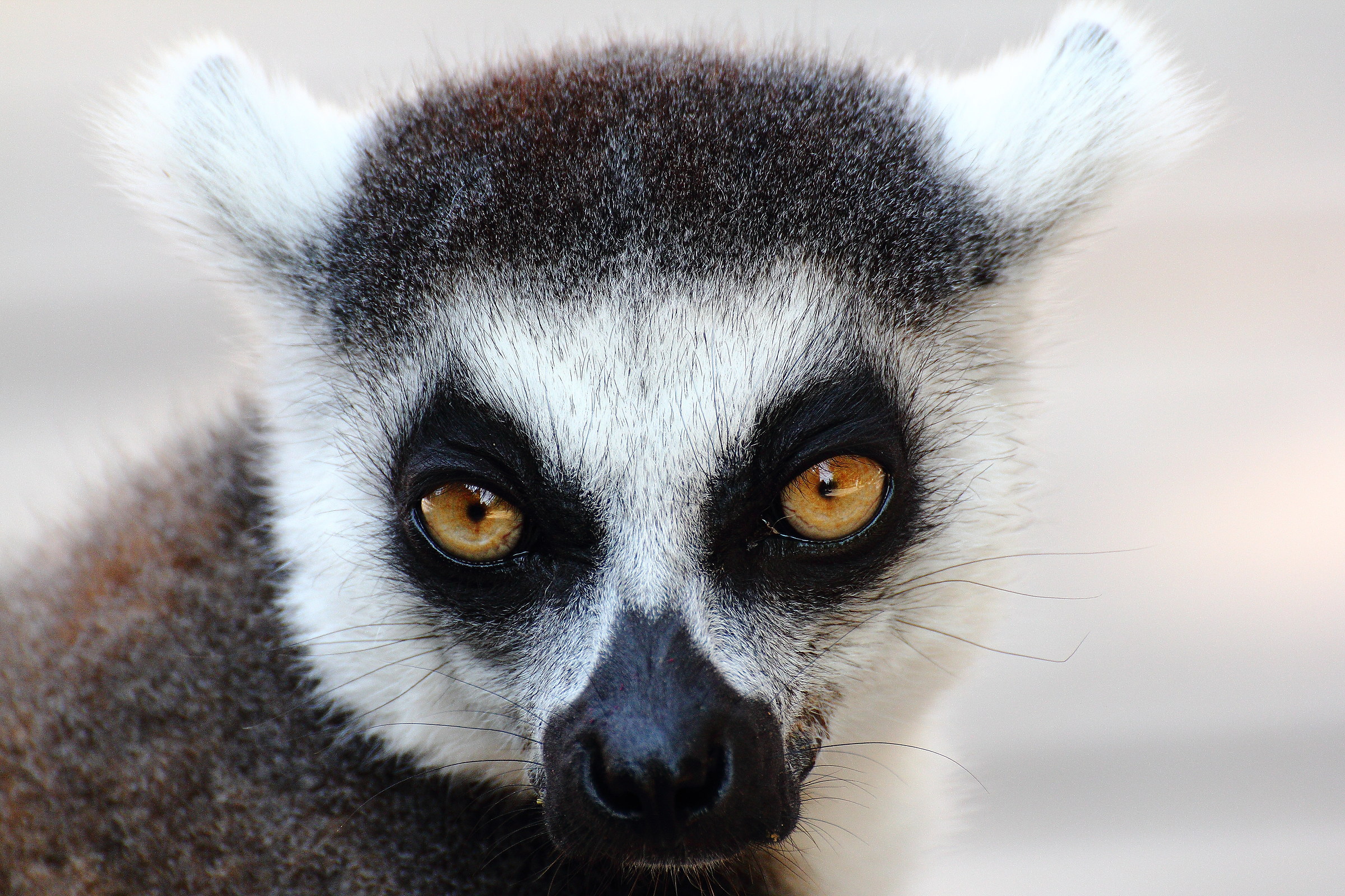 What big eyes you have!