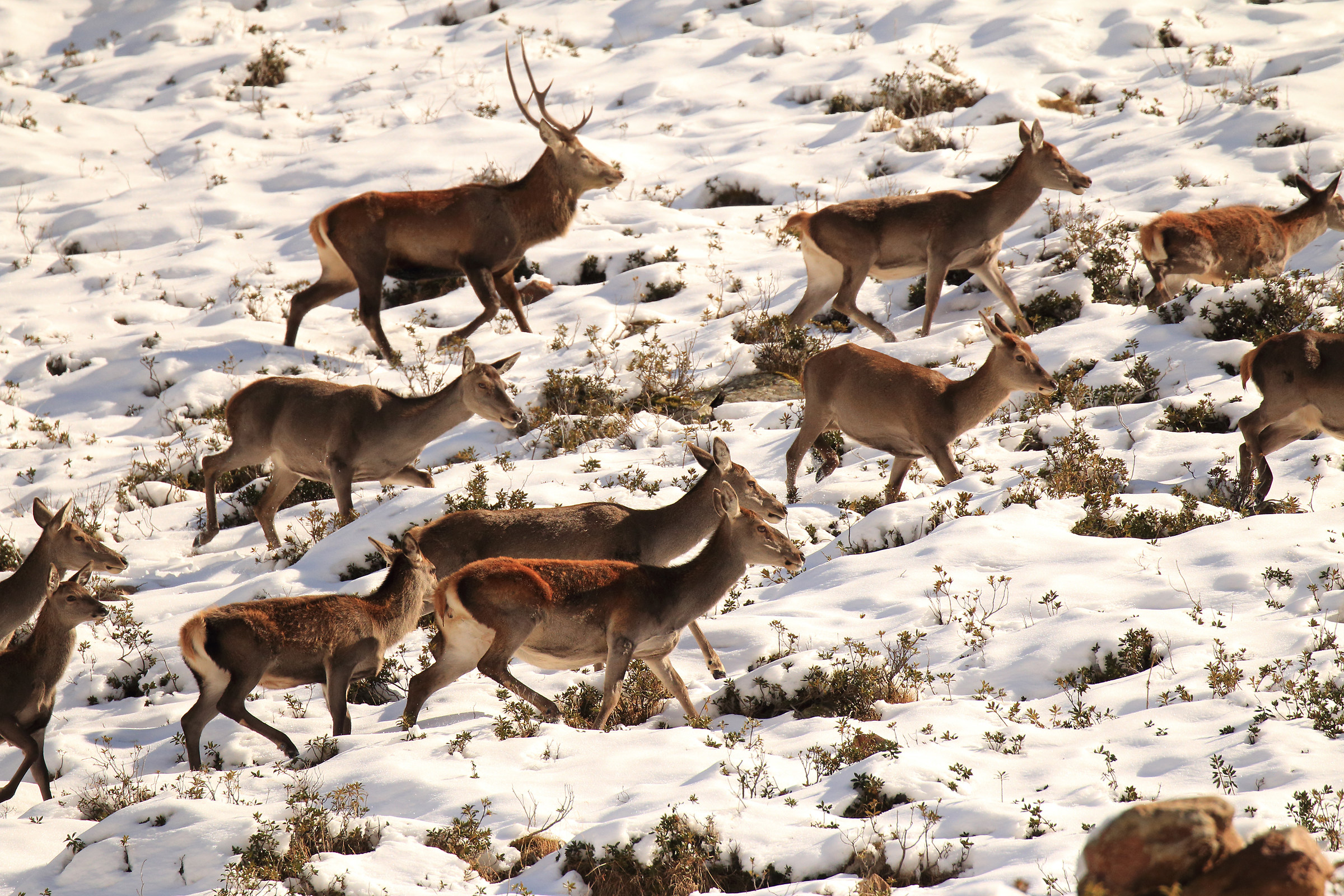 displacement of deer