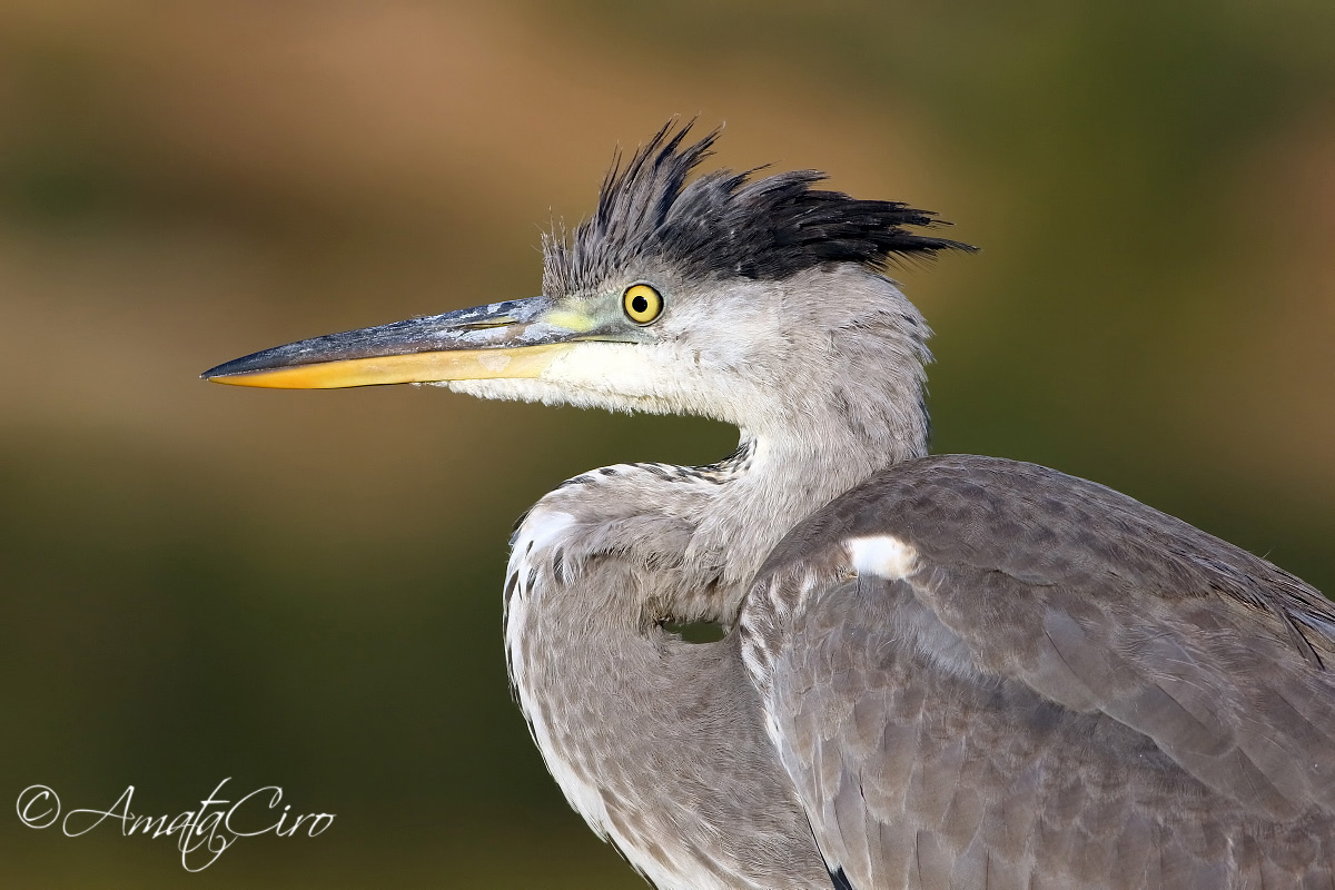 Ritratto di cenerino