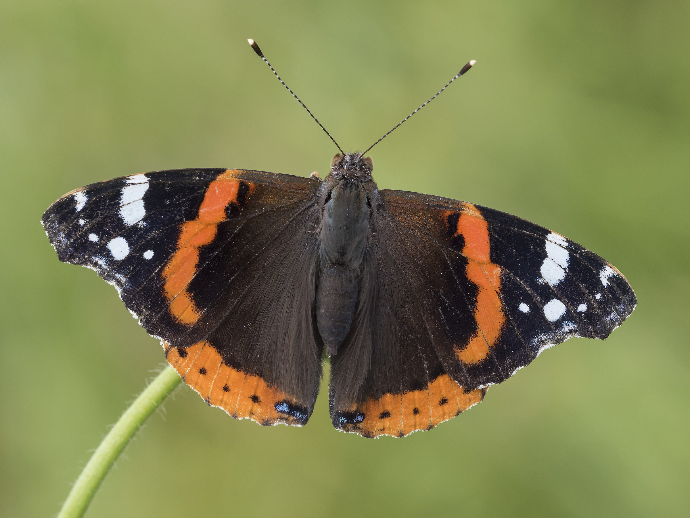 Vanessa sp. a mano libera