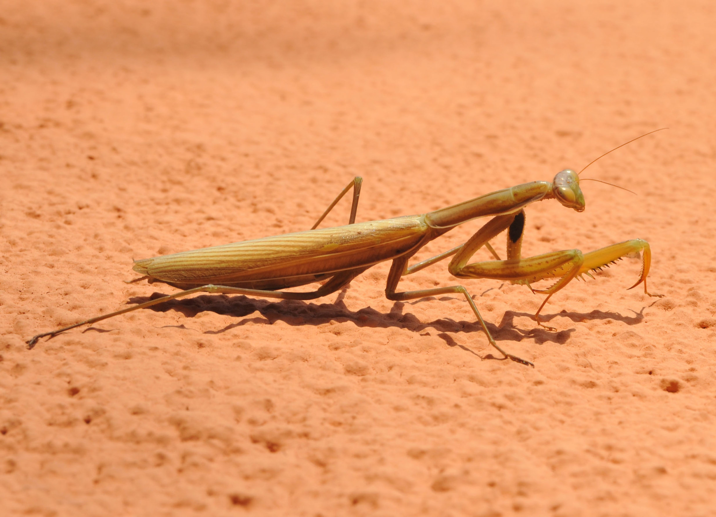 Mantide religiosa - crop