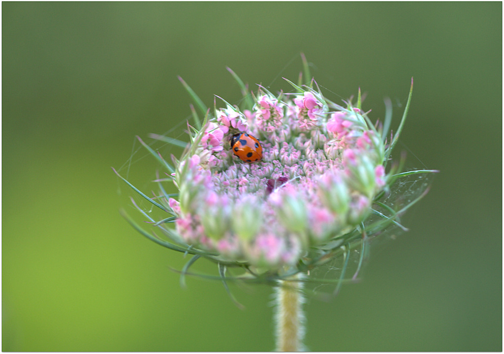 Ladybug septenpunctata
