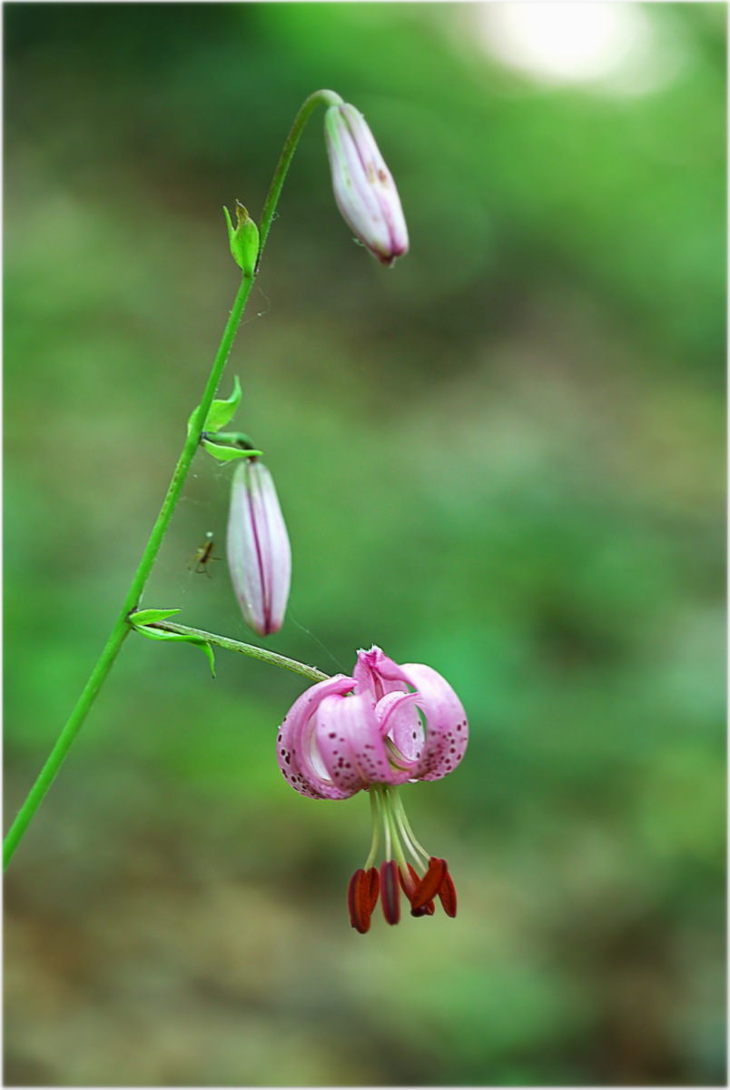 Turk's cap lily