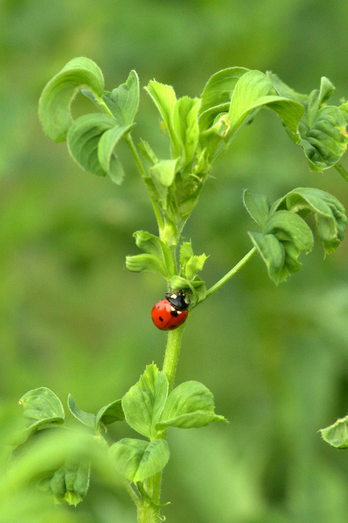 Ladybird septempunctata