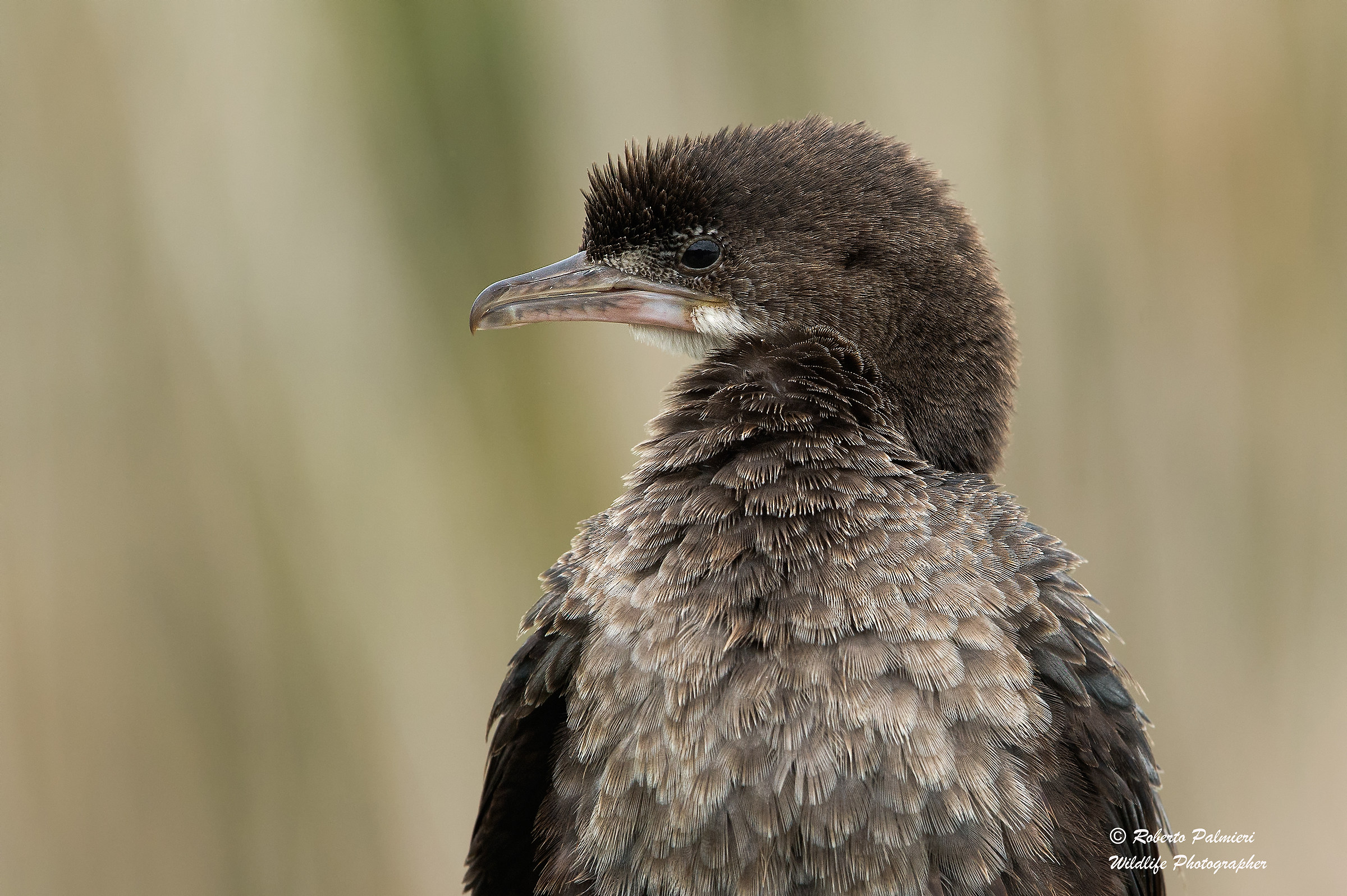 Portrait of Pygmy Cormorant