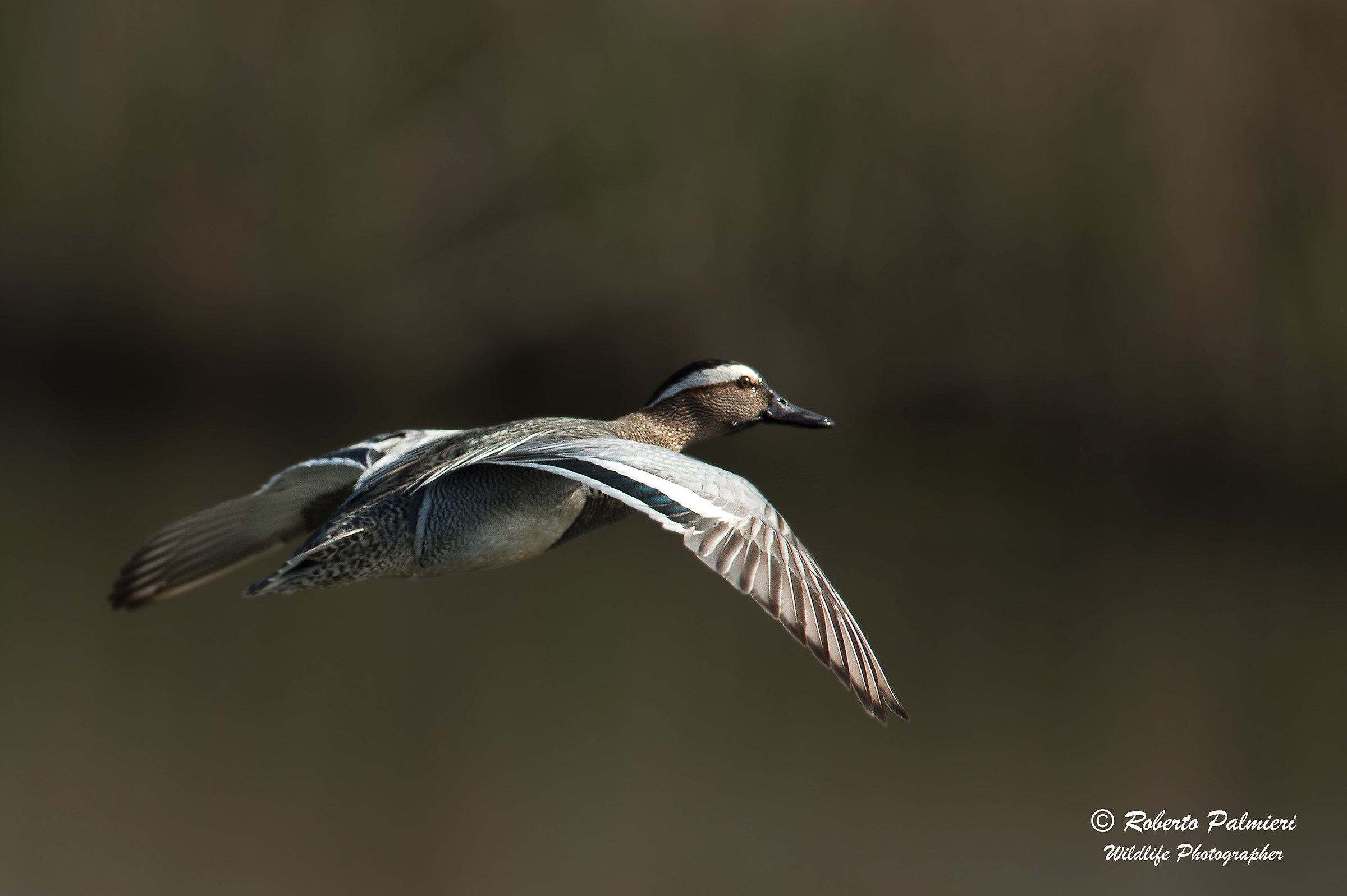 Garganey (Phalacrocorax pygmeus)