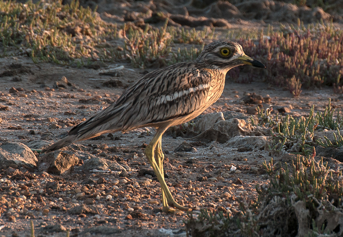 curlew