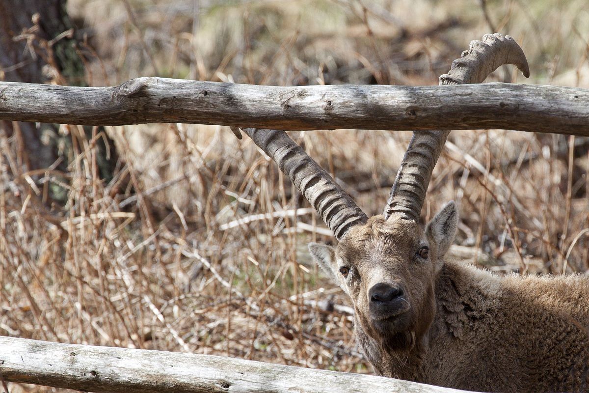 stambecco curioso