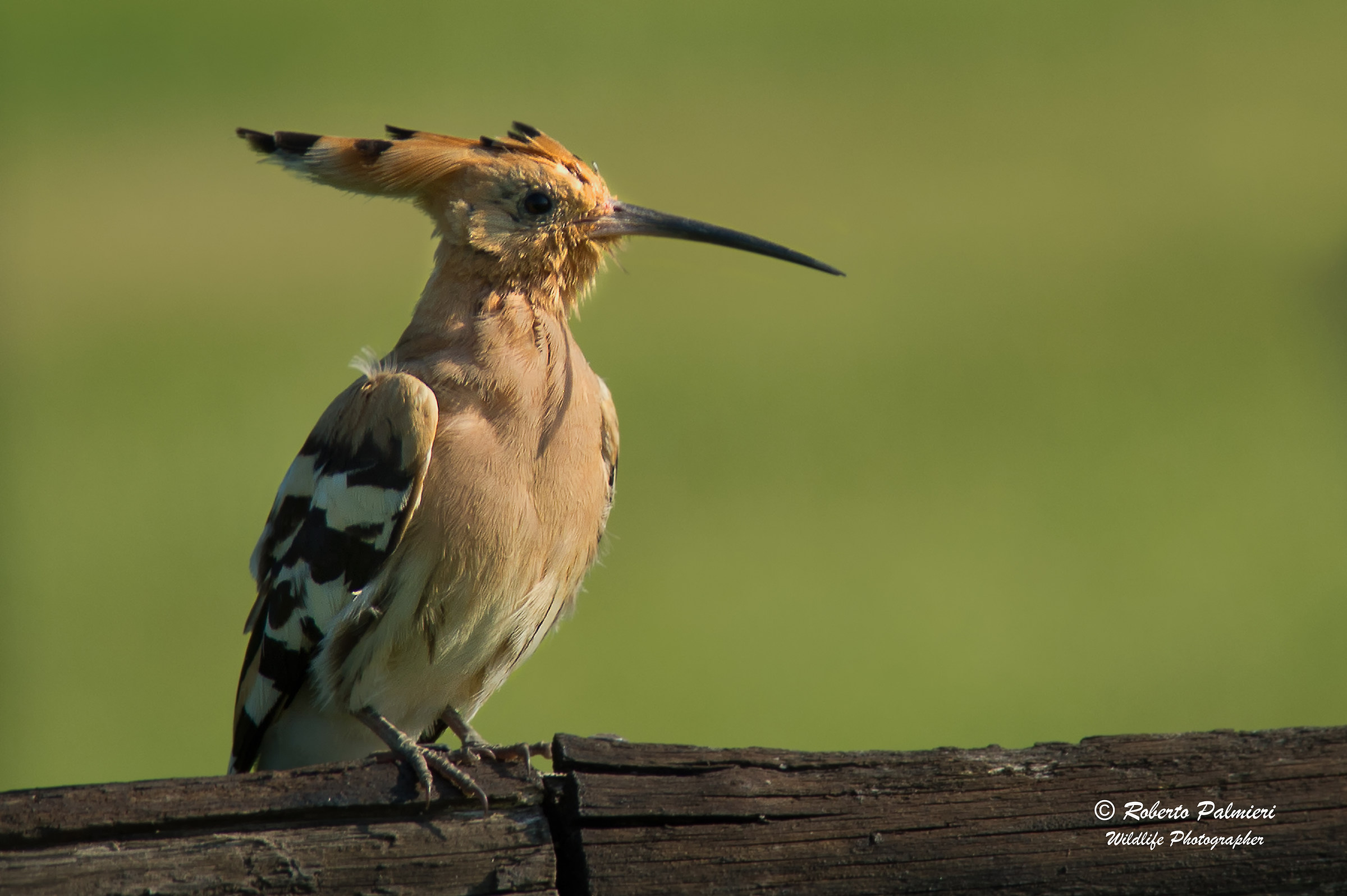 Hoopoe (Upupa epops)