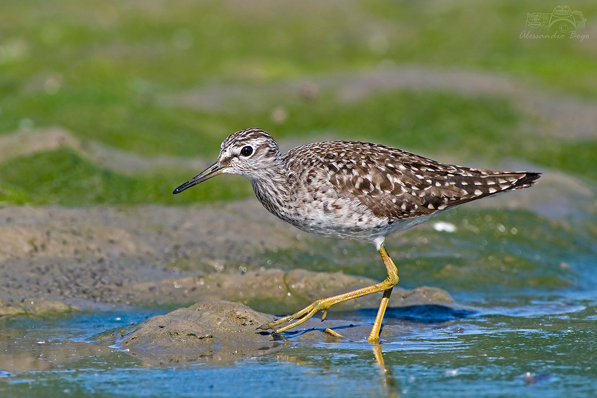 Piro piro boschereccio