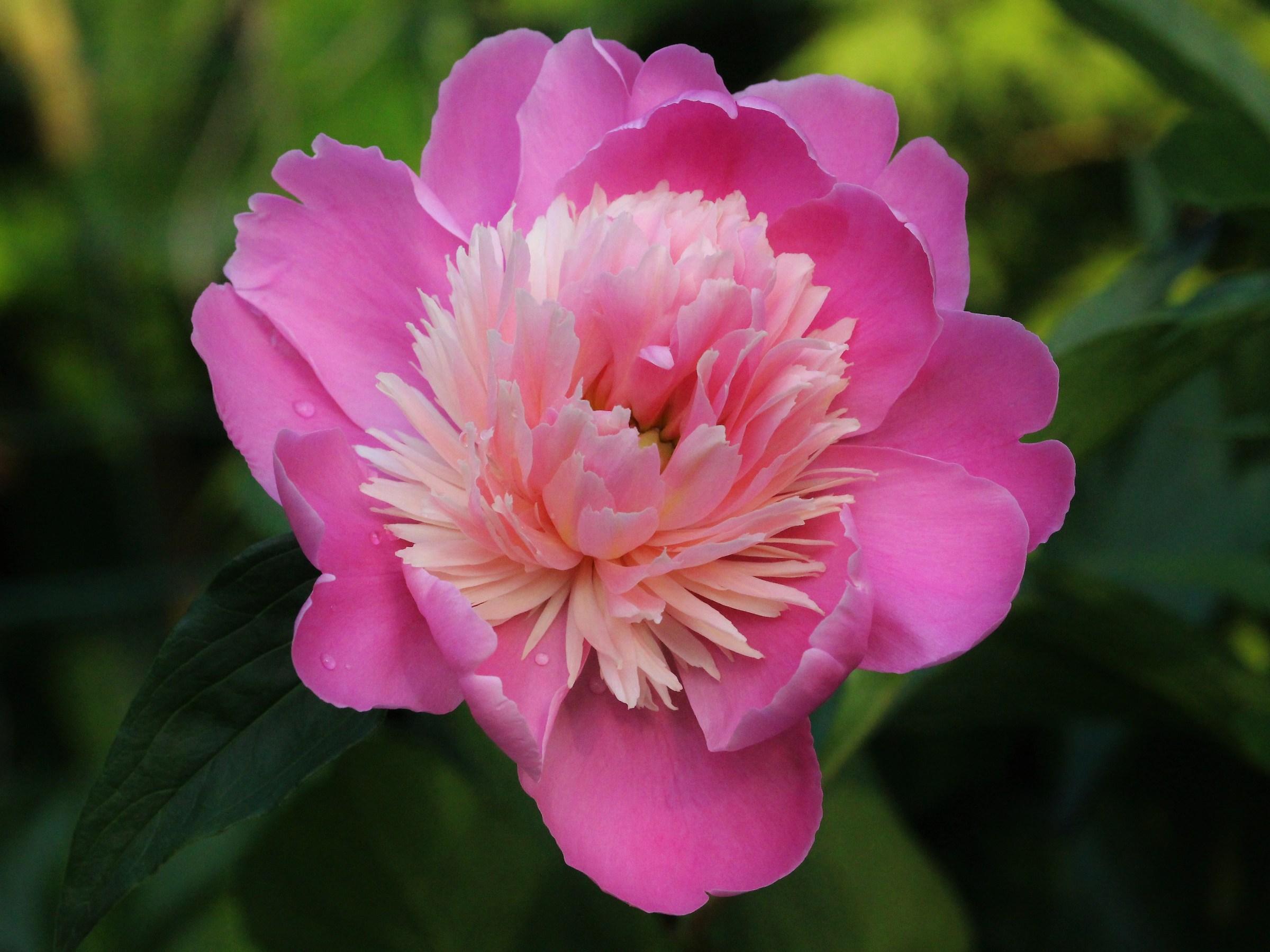 Peonia rosa