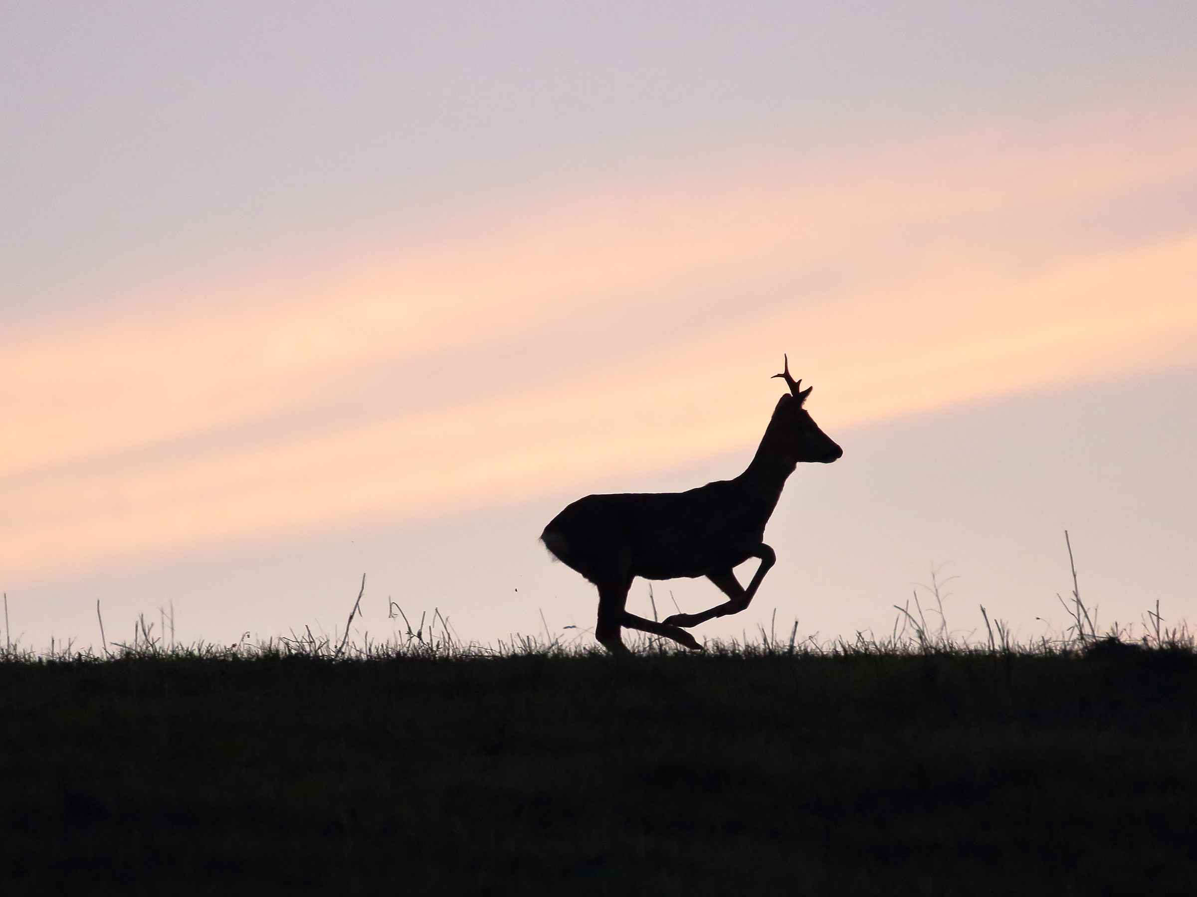 silhouette at sunset