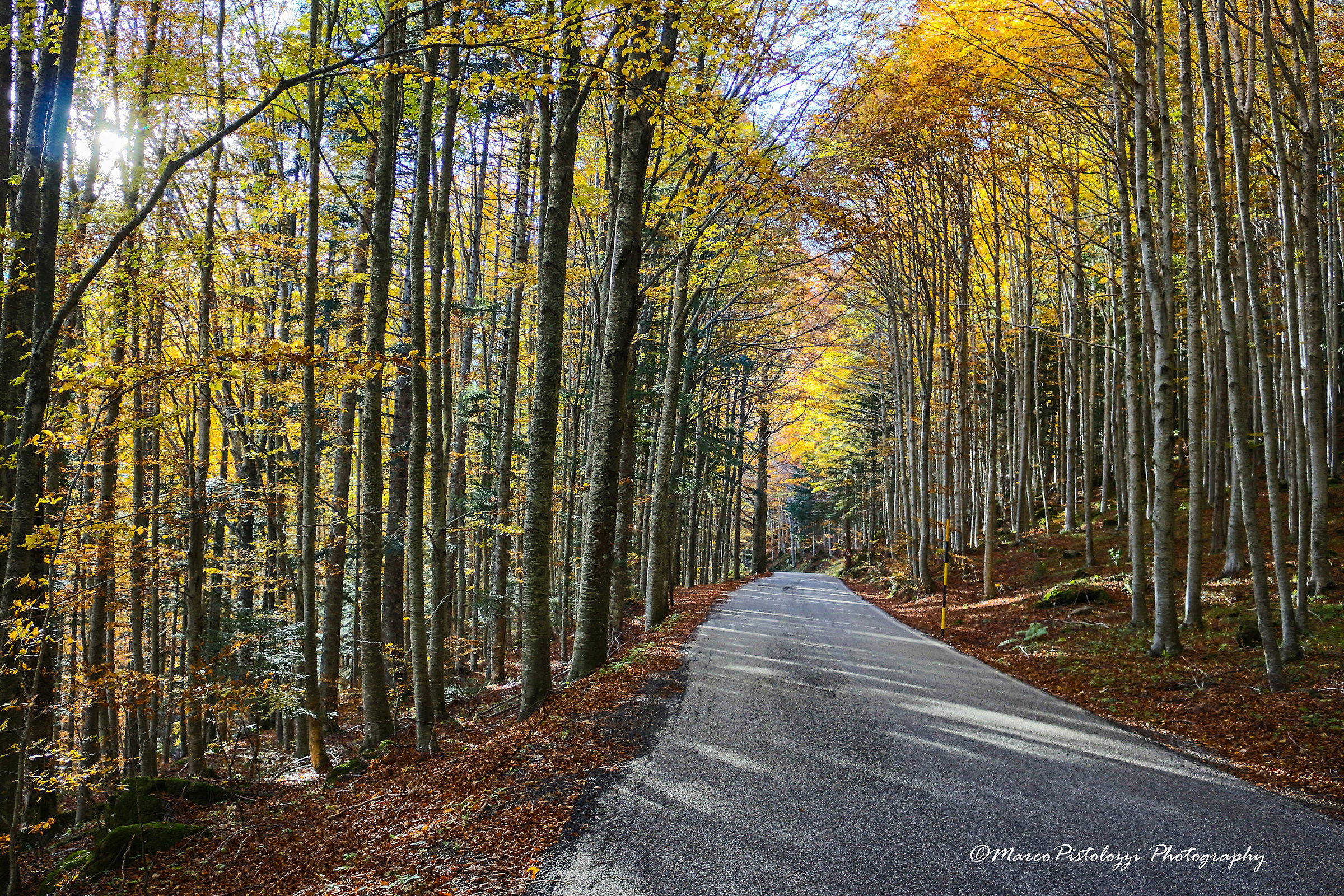 la strada del bosco di  faggio