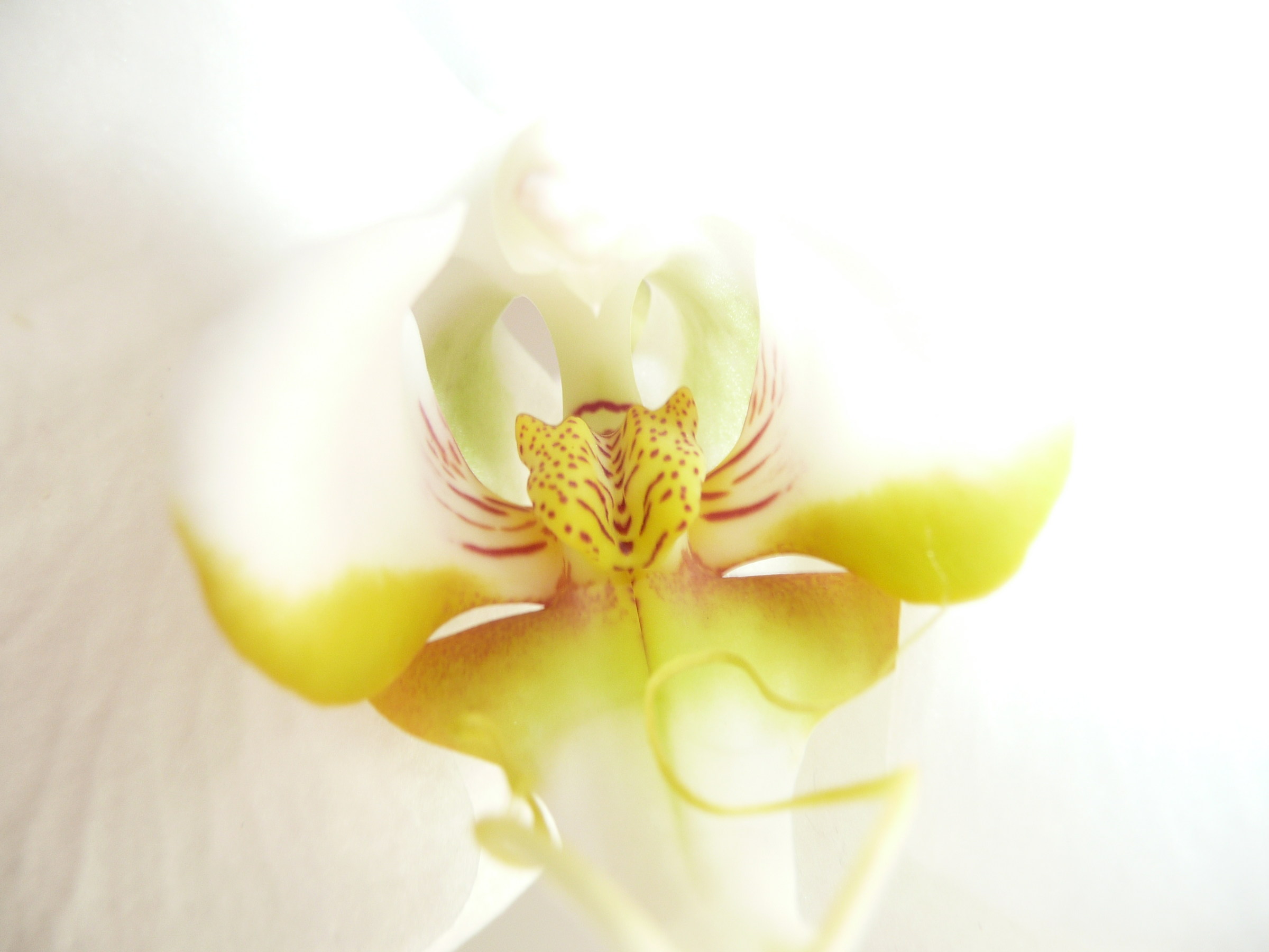 Orchidea Phalaenopsis