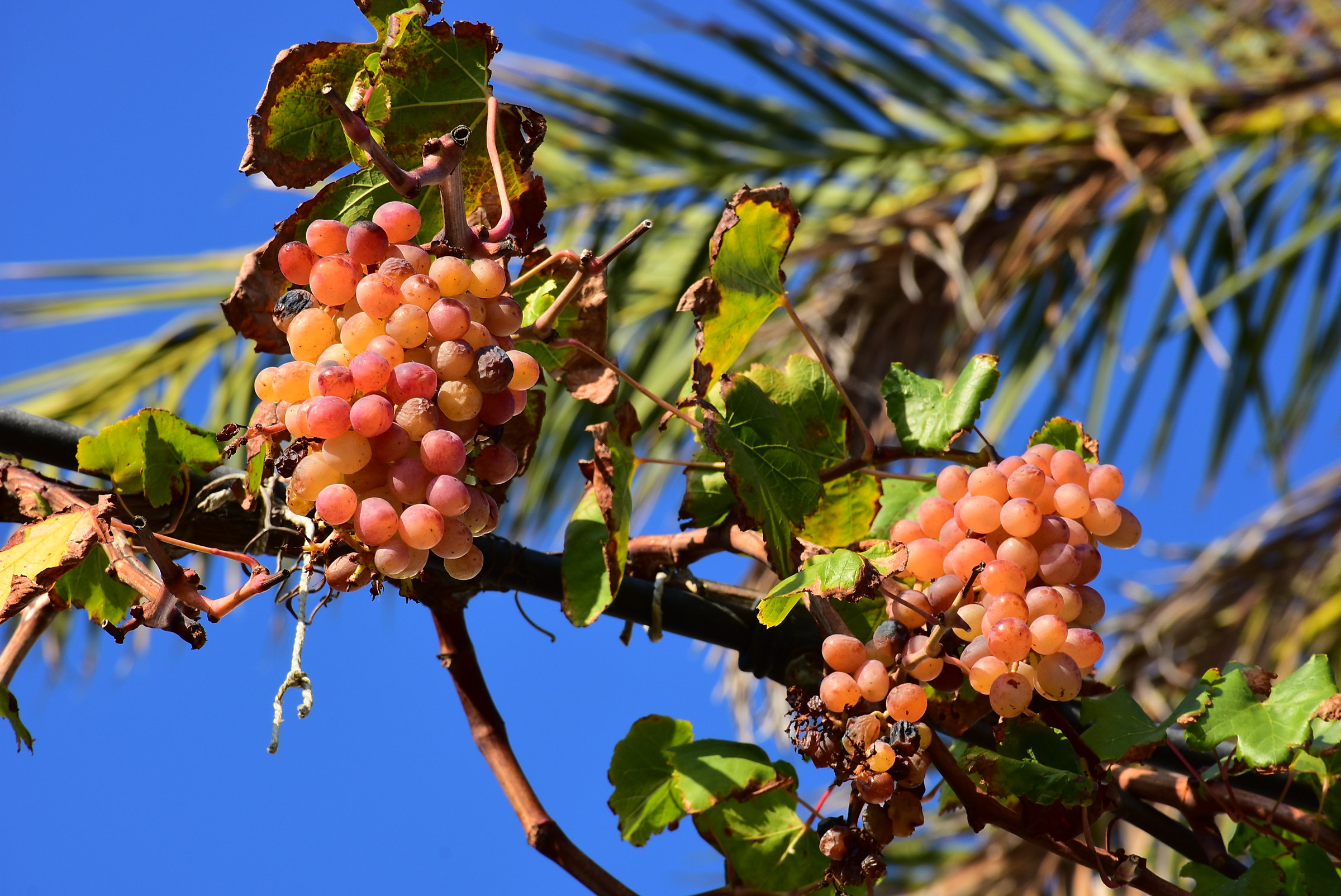 and 'time of harvest
