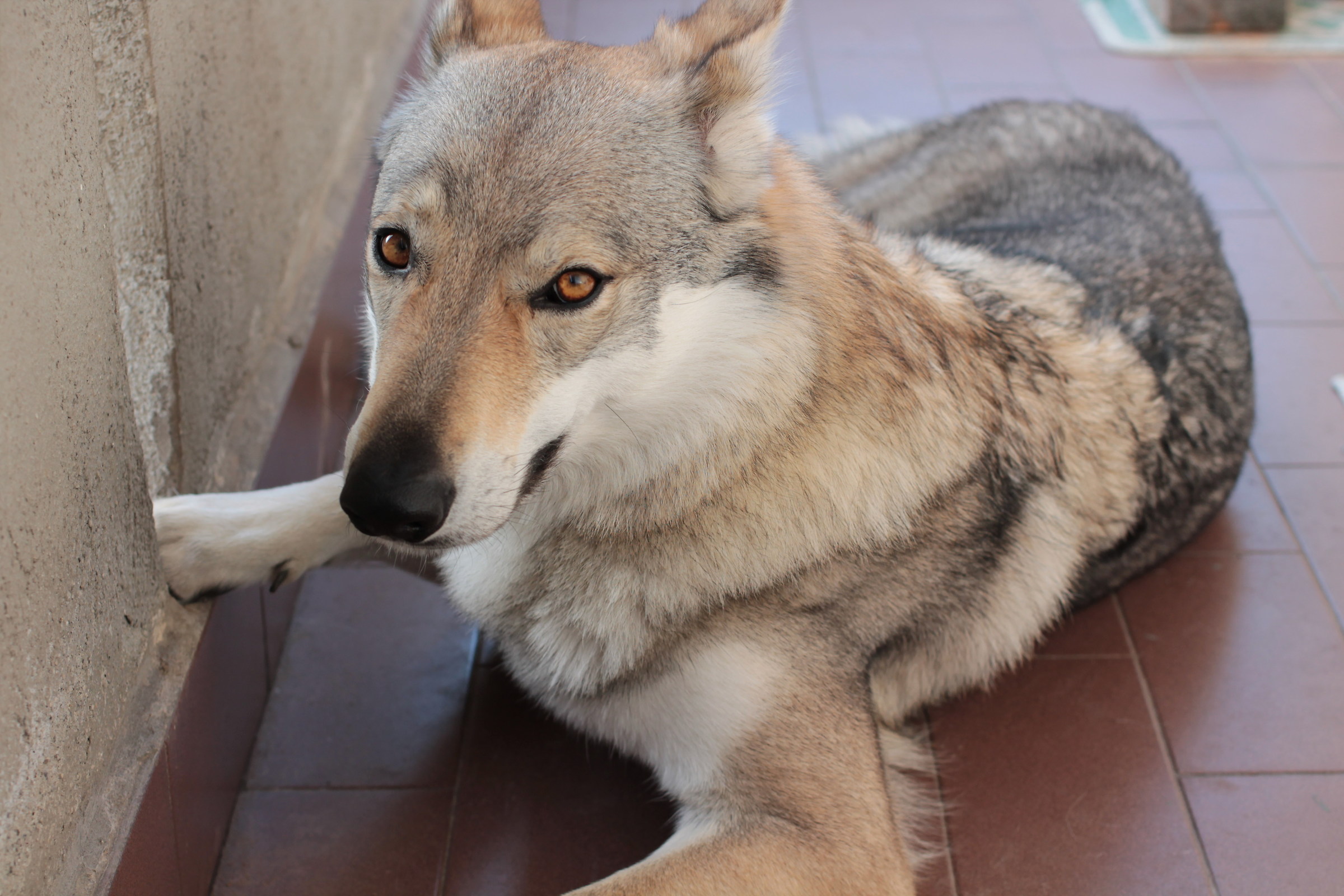 Czechoslovakian wolfdog 2