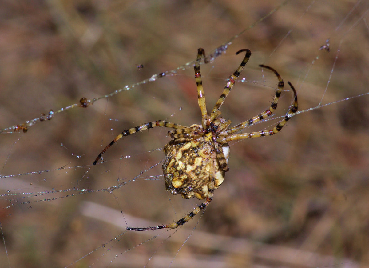 Argiope lobata
