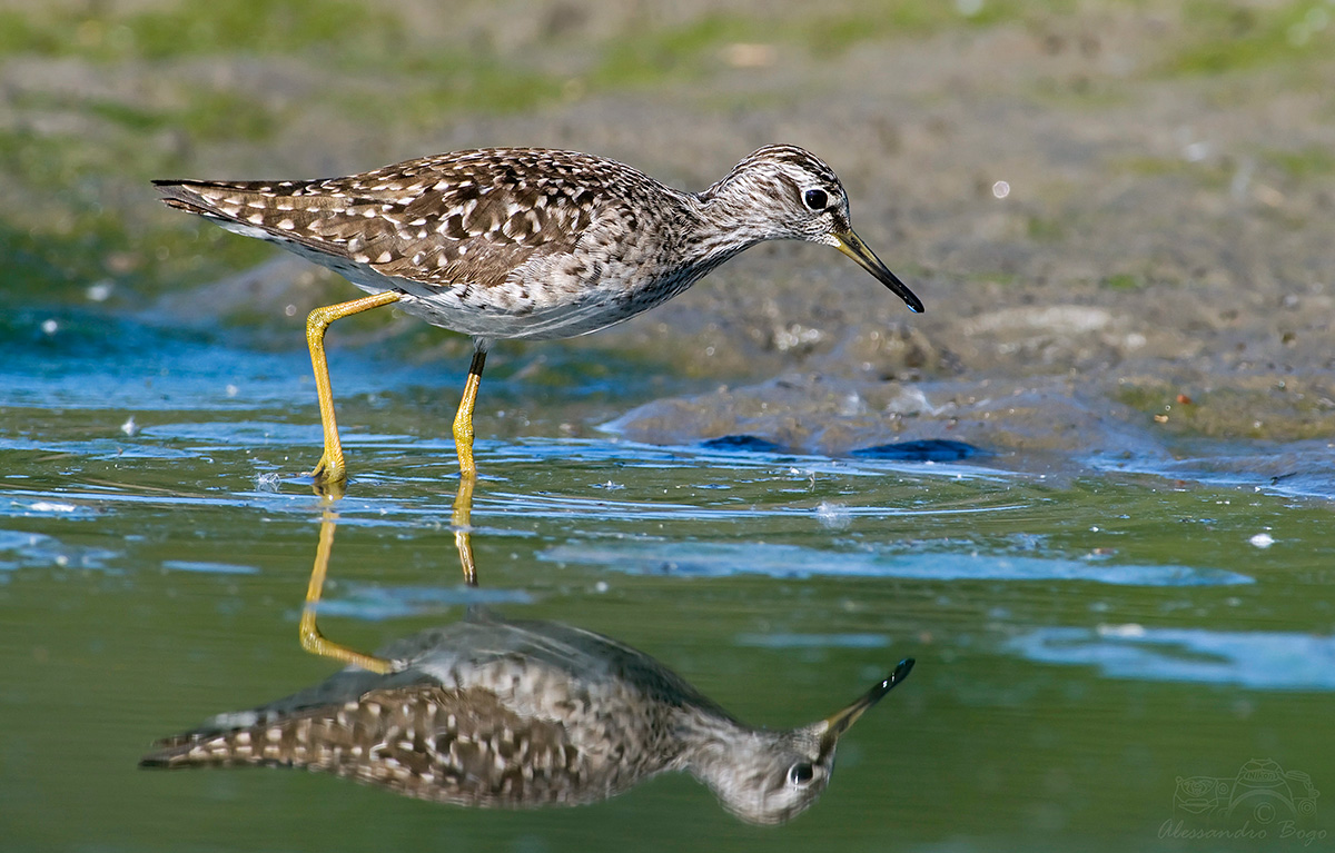 Sandpiper boschereccio