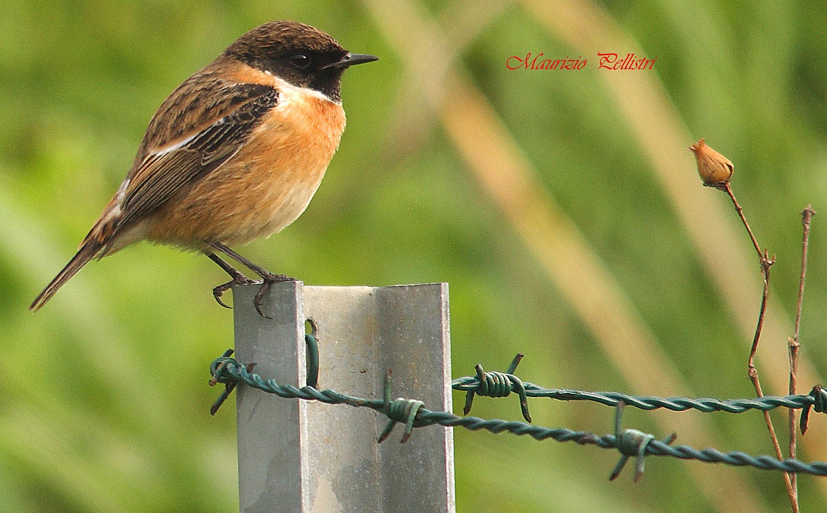 Stonechat
