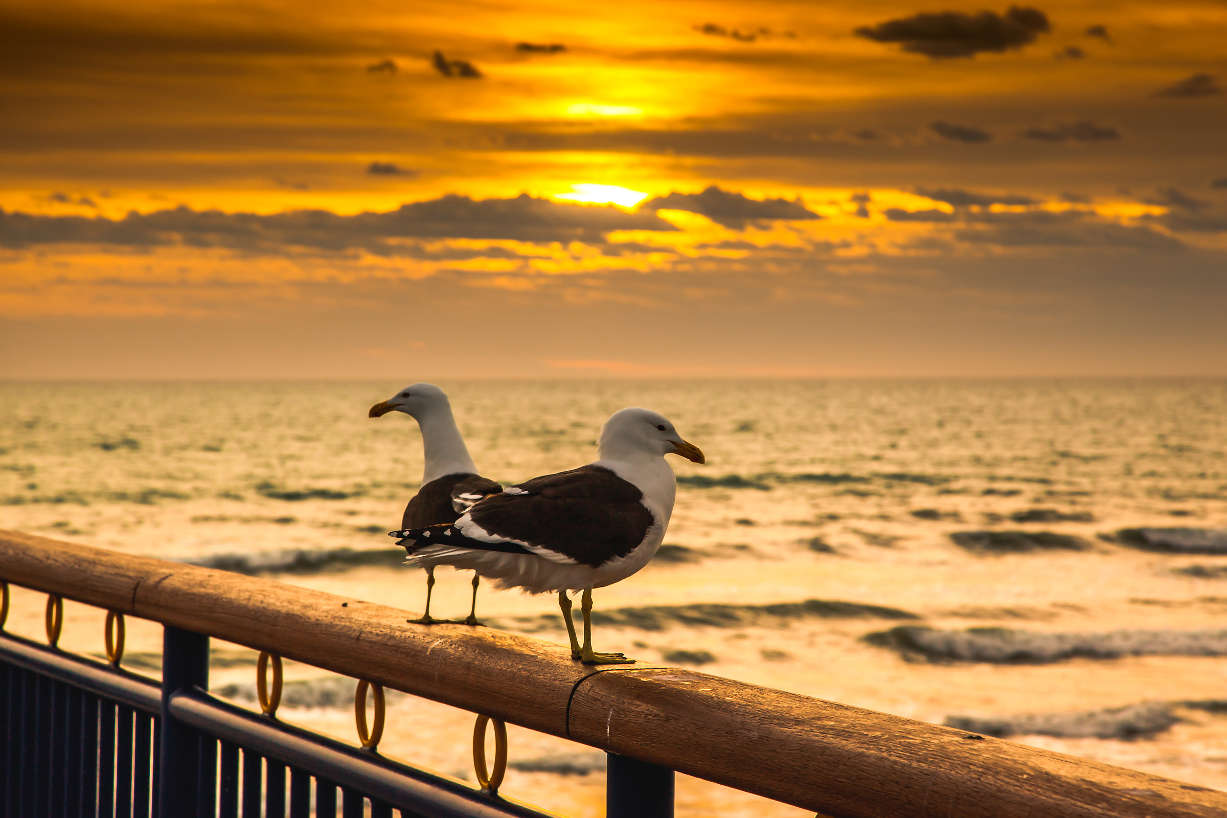 Looking for breakfast