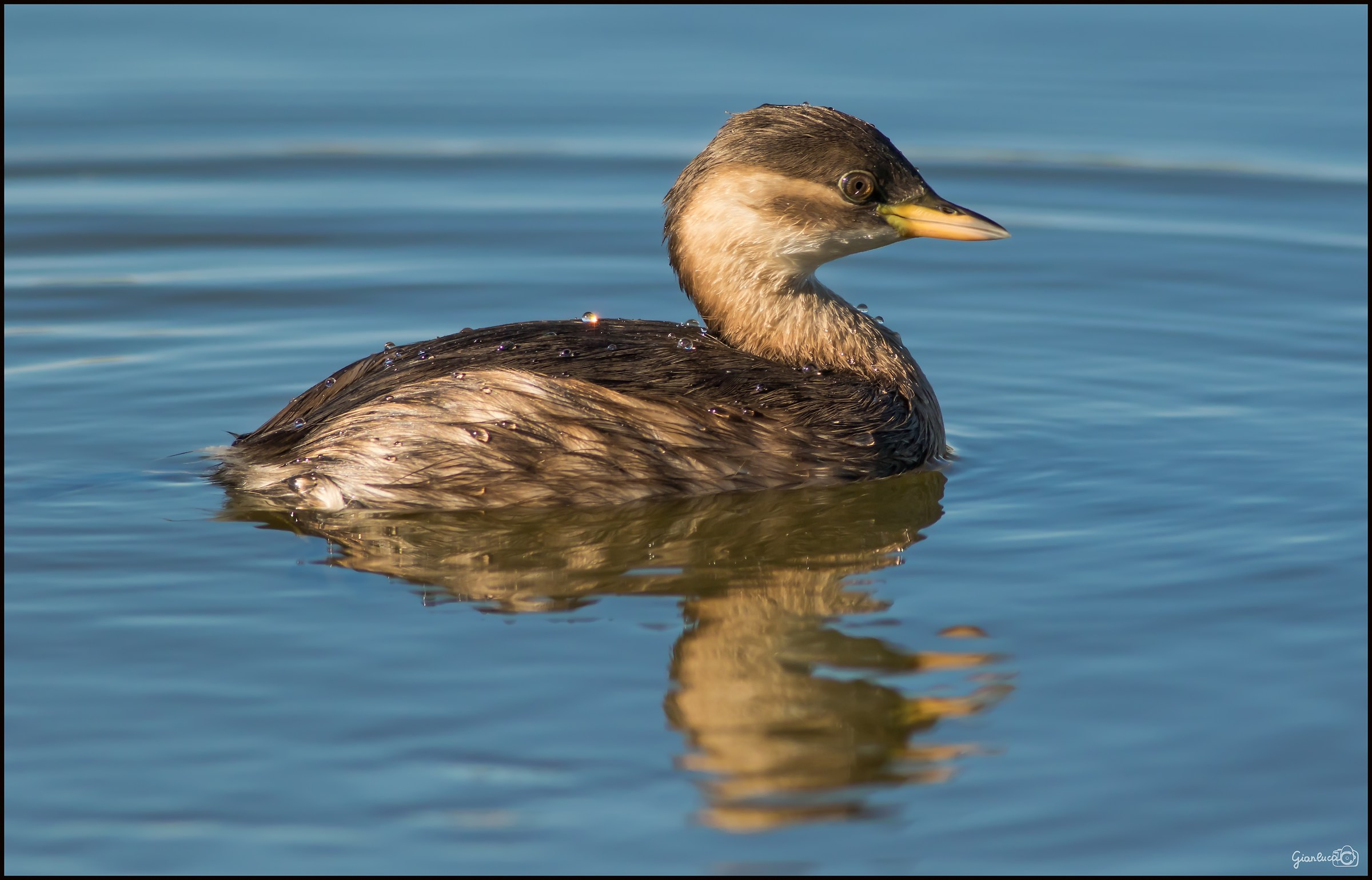 Tuffetto a quasi 900 mm (equivalenti)