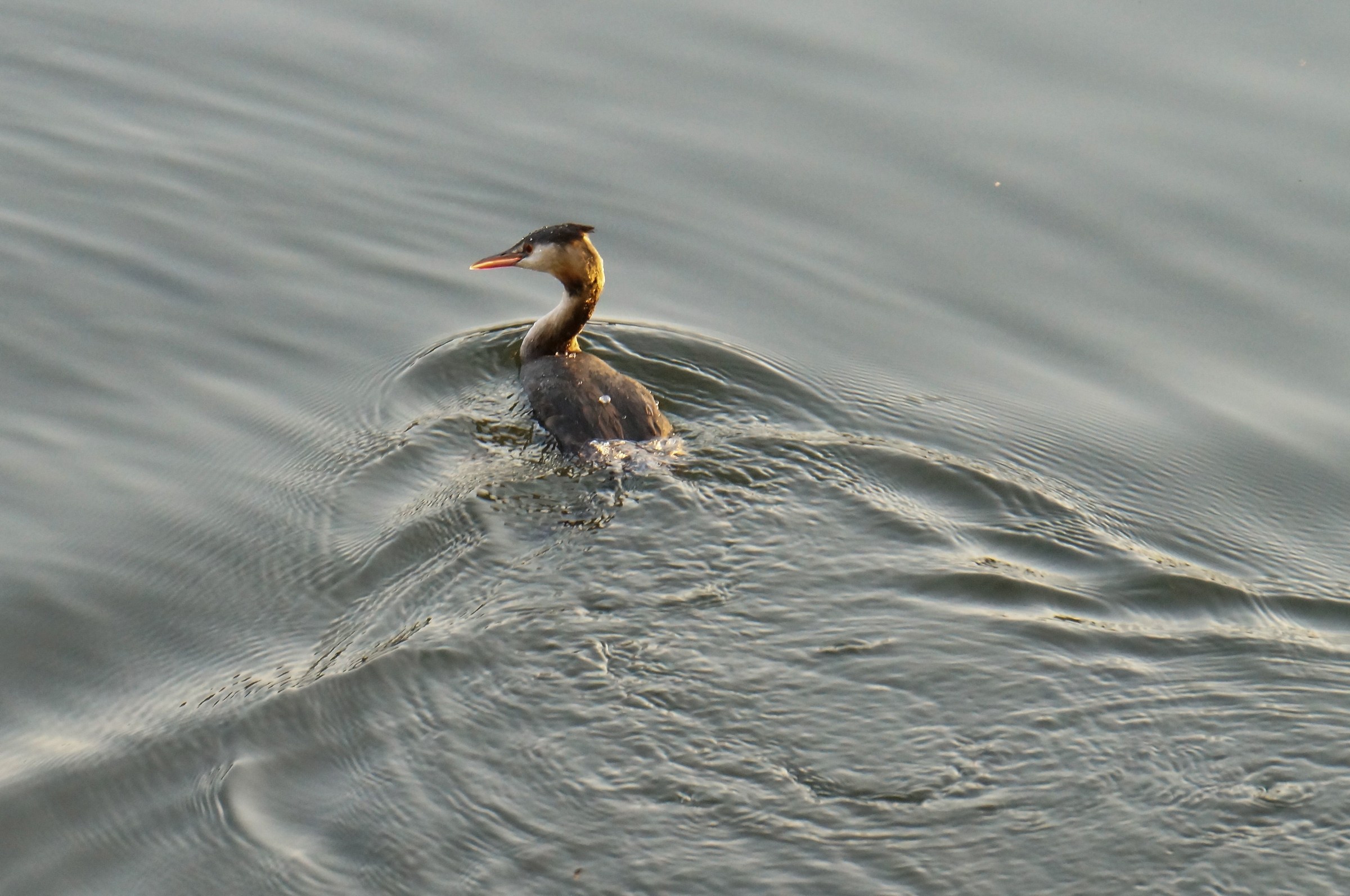 Grebe at sunset