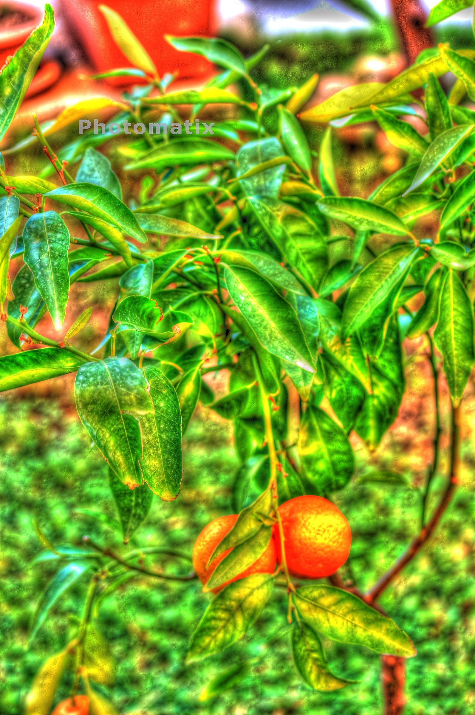 Mandarino...in grunge!