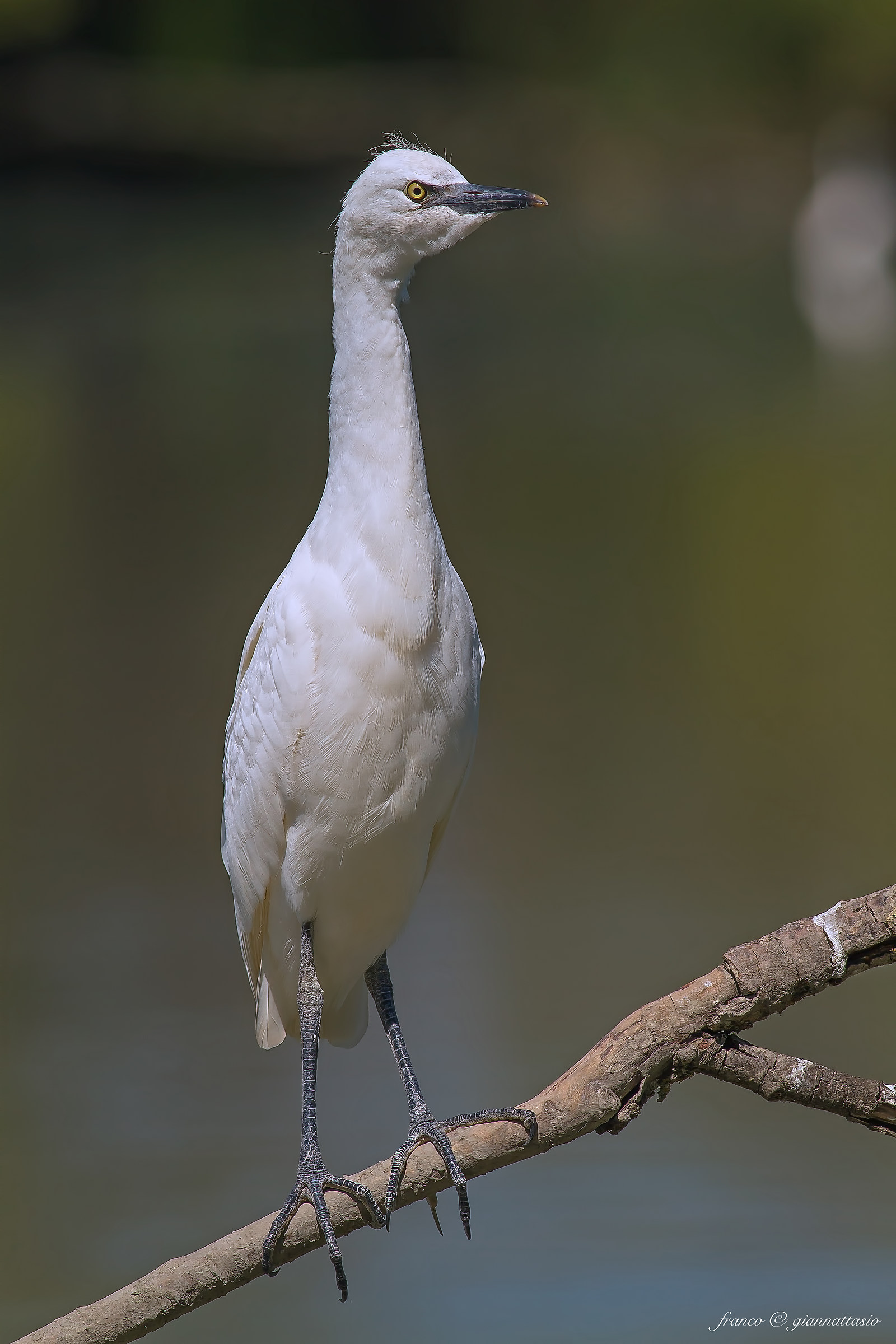 Egret.
