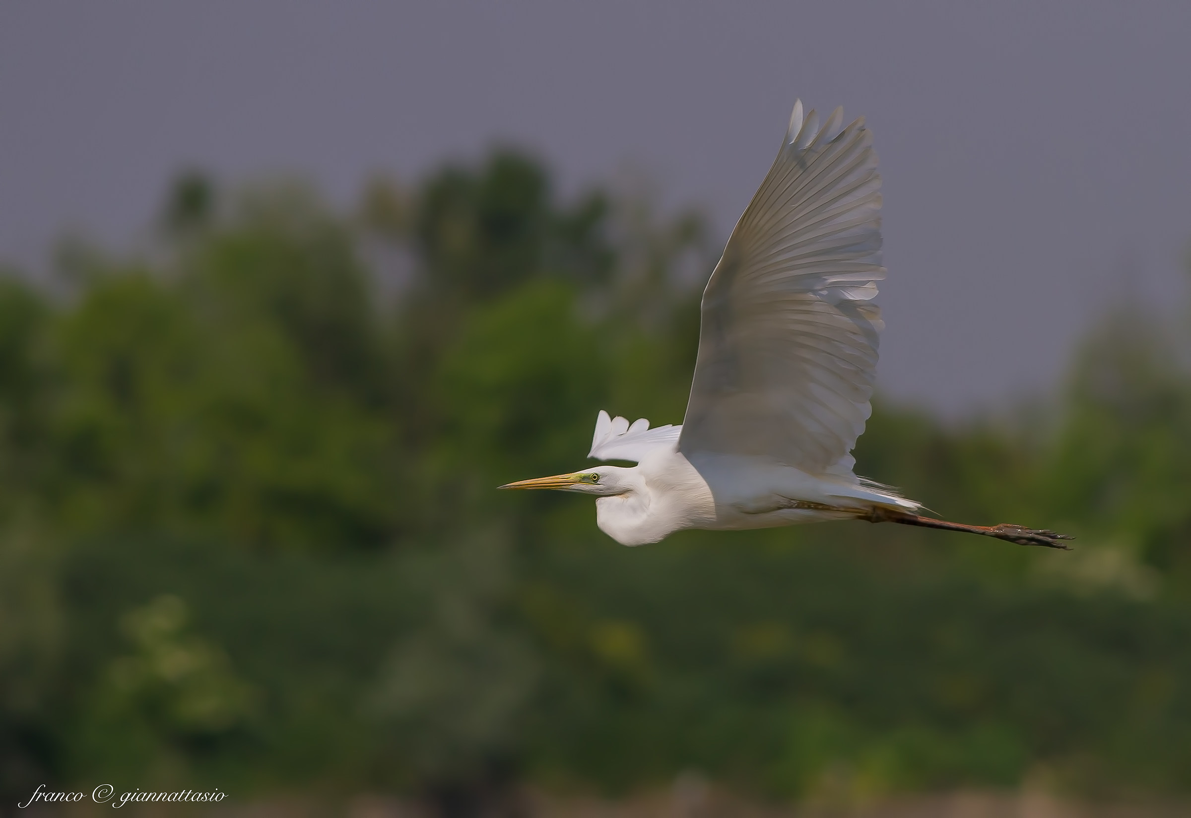 Airone bianco maggiore.