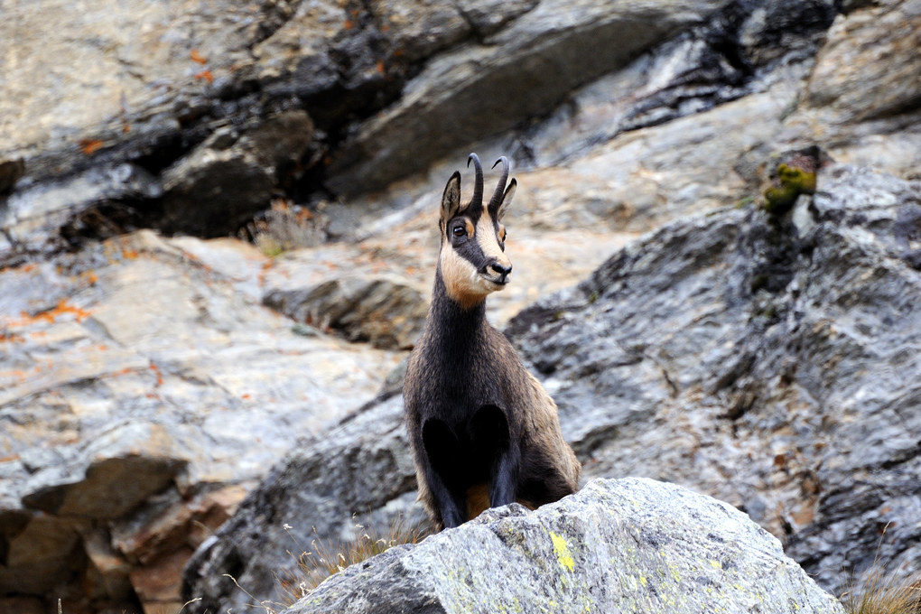 chamois curious